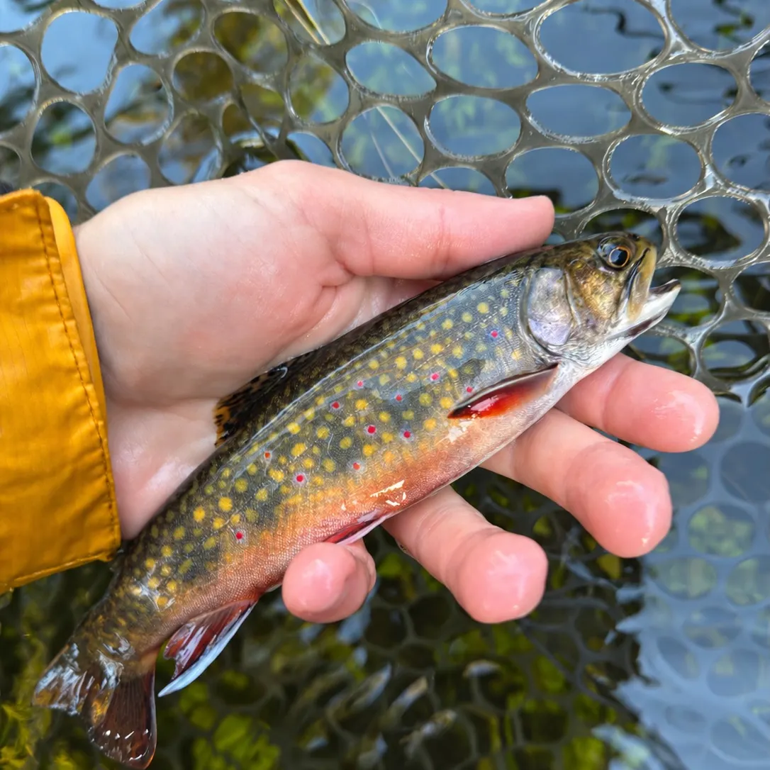 Brook trout caught on Fishbrain