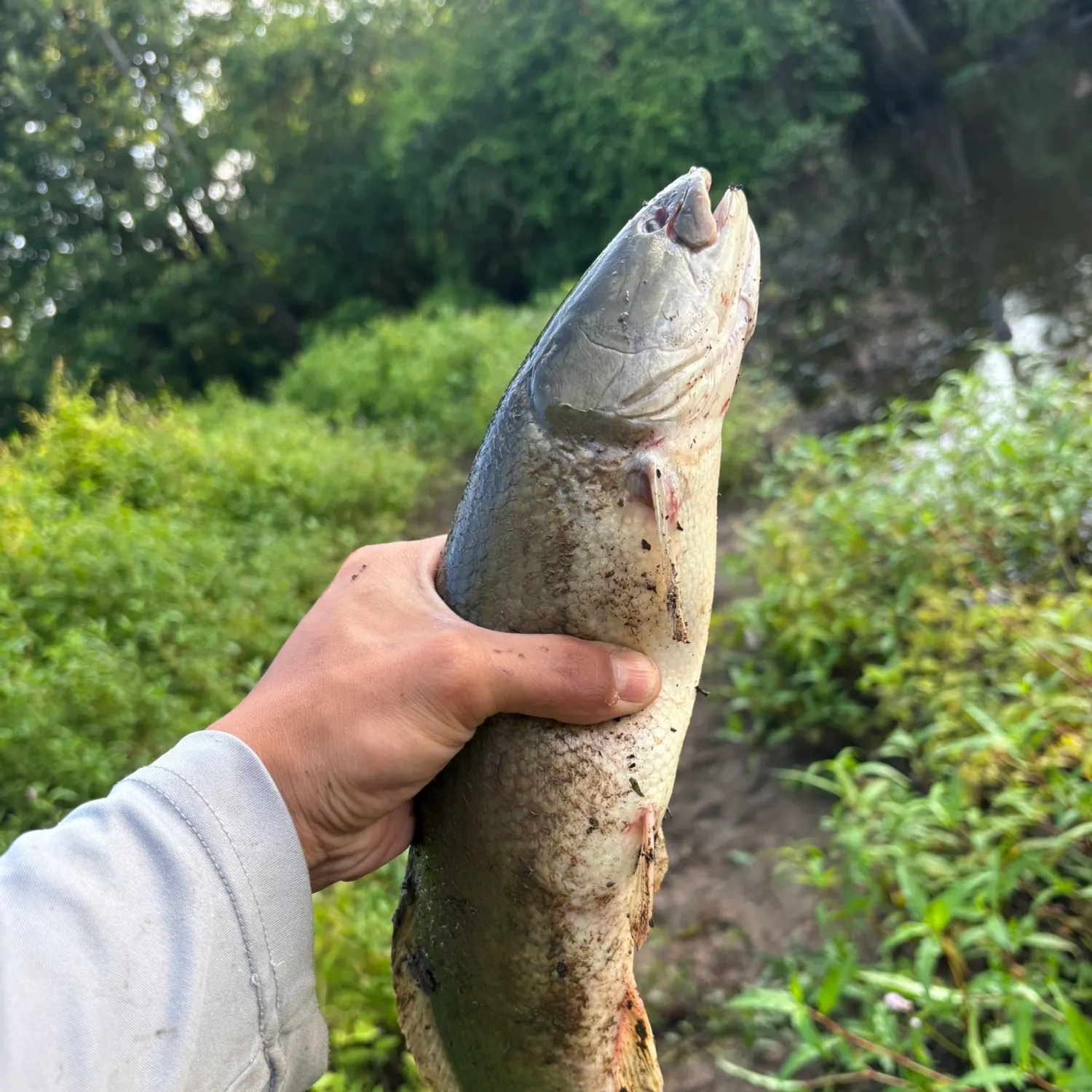 catch