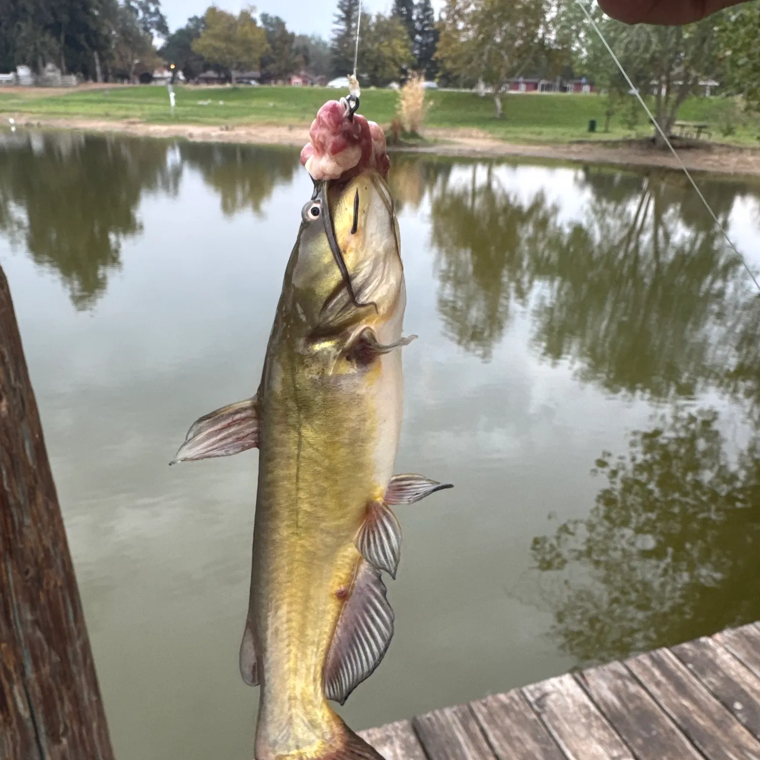 Yellow bullhead caught on Fishbrain