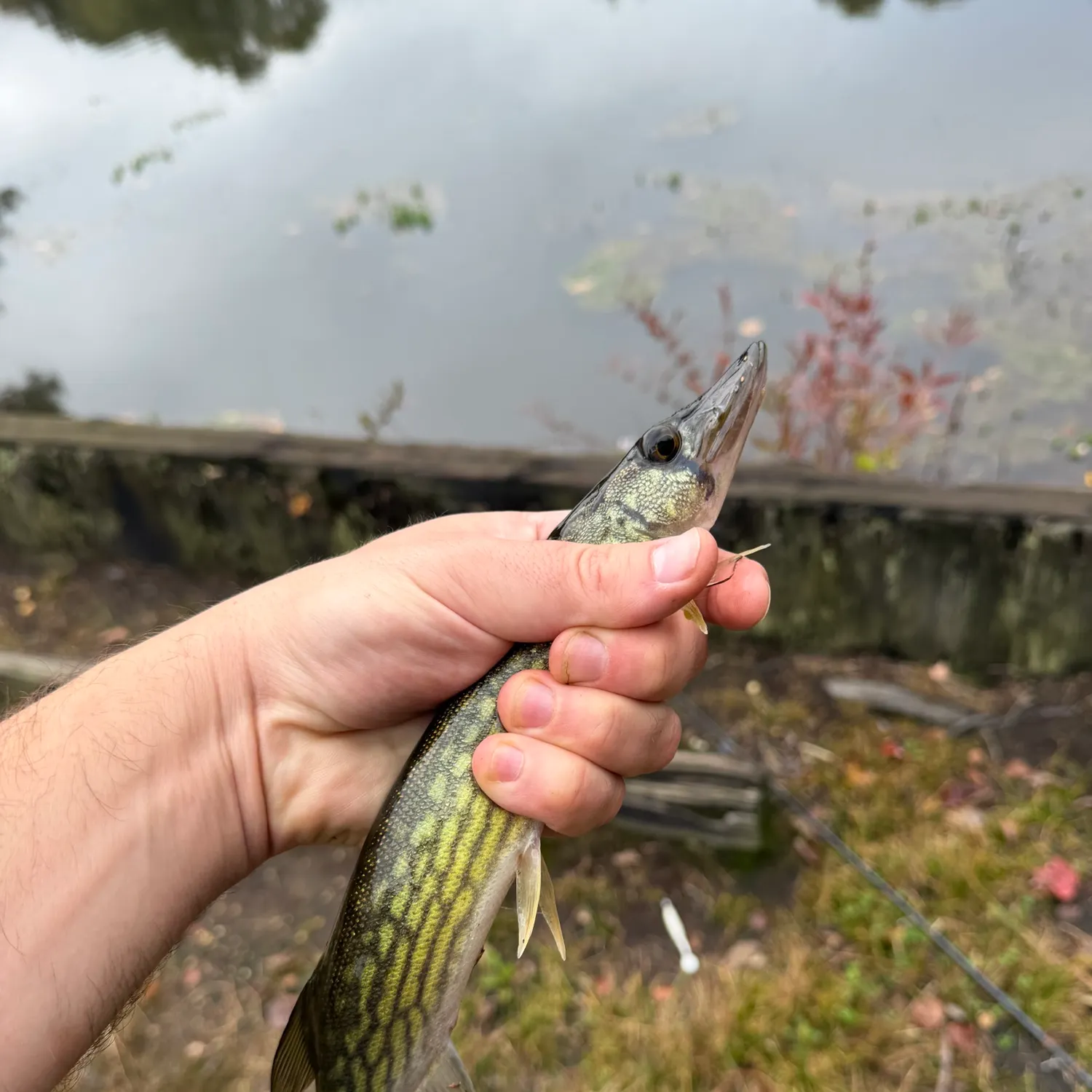 Chain pickerel caught on Fishbrain