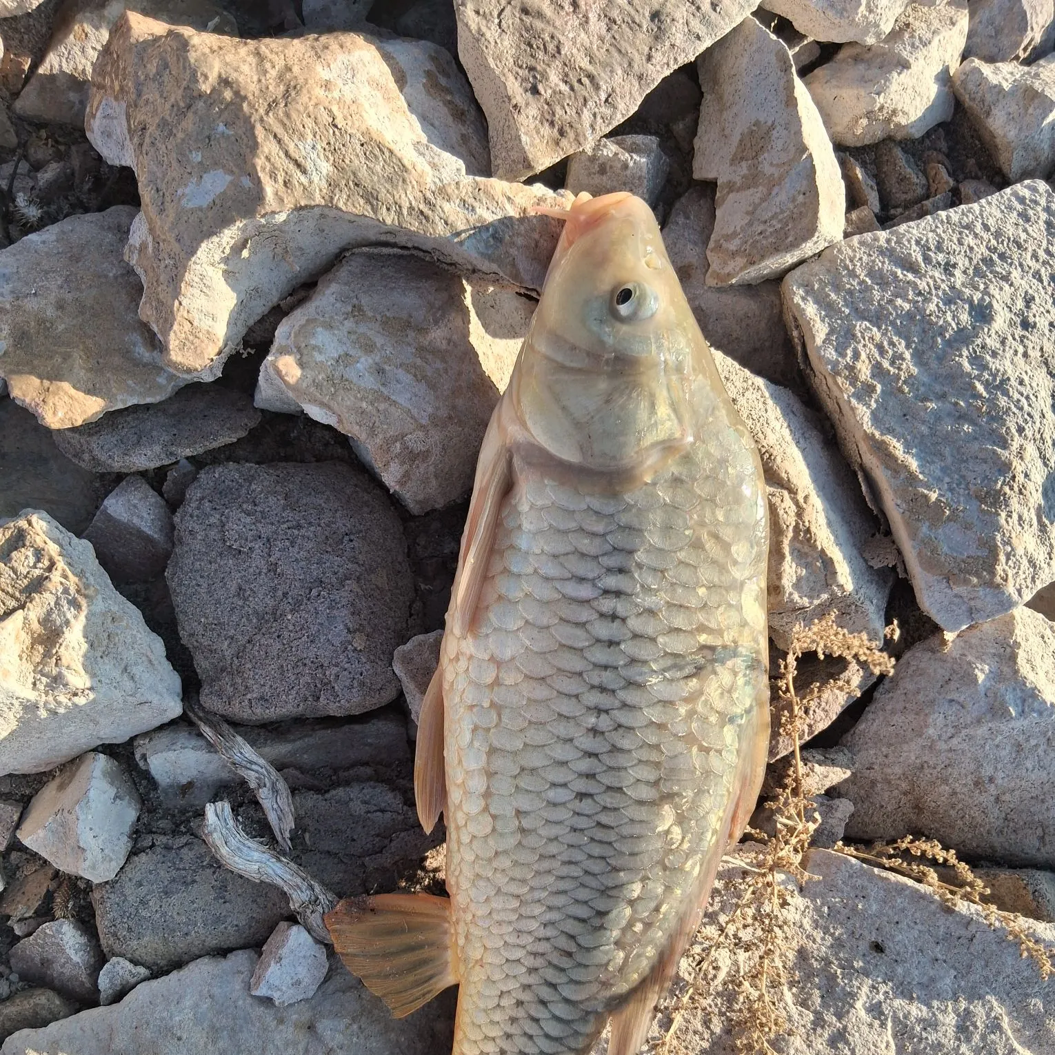 The most recent Ghost carp catches on Fishbrain