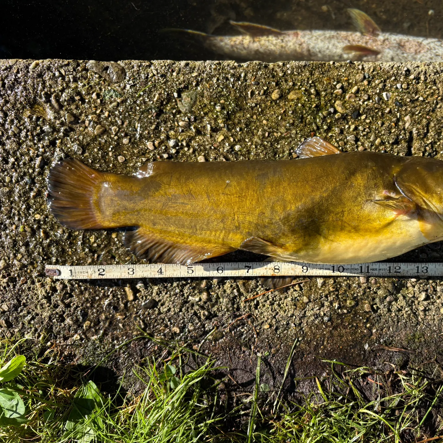 Yellow bullhead caught on Fishbrain