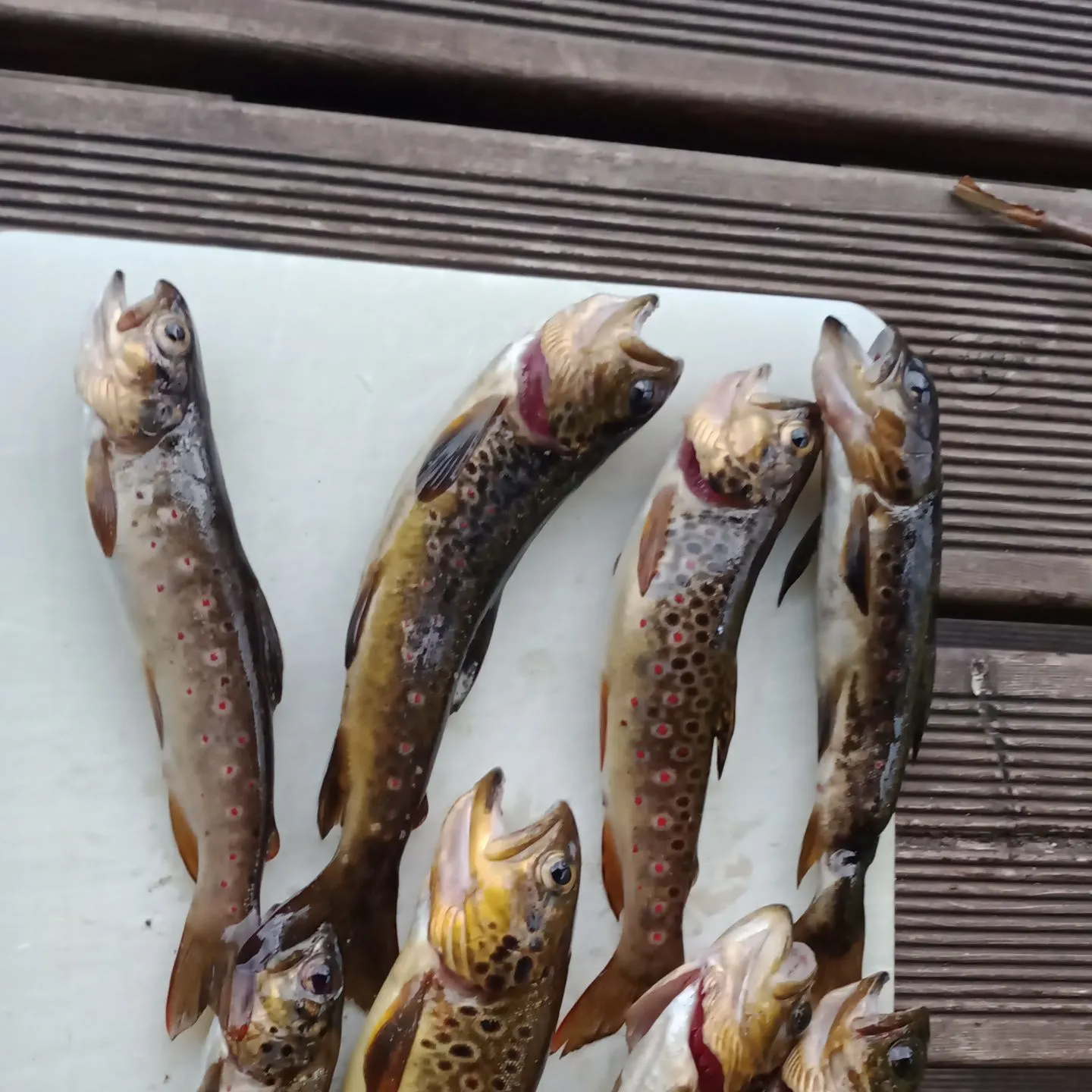 recently logged catches