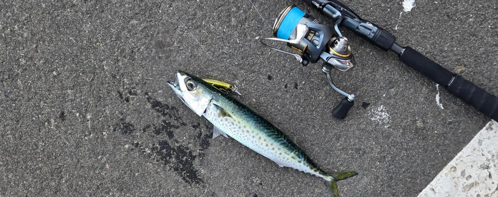 Pacific chub mackerel