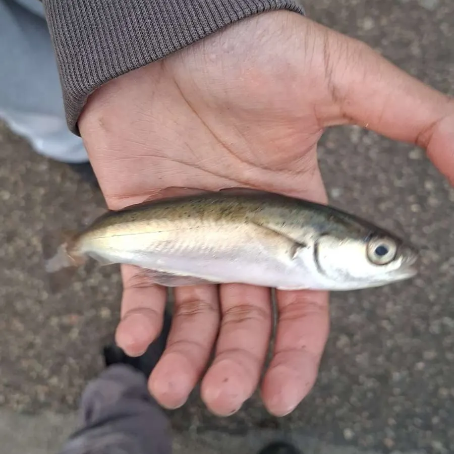 Pollack caught on Fishbrain