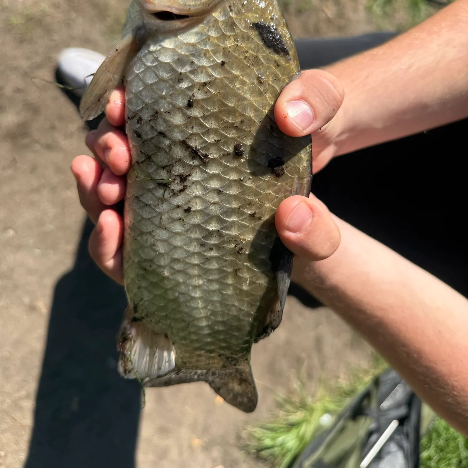 Crucian carp caught on Fishbrain