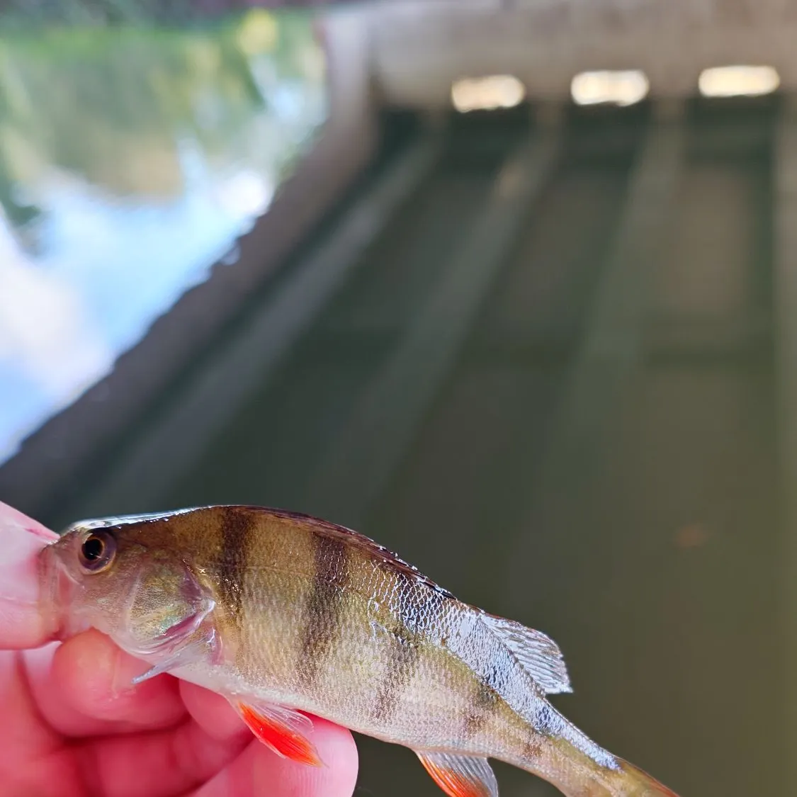 European perch caught on Fishbrain
