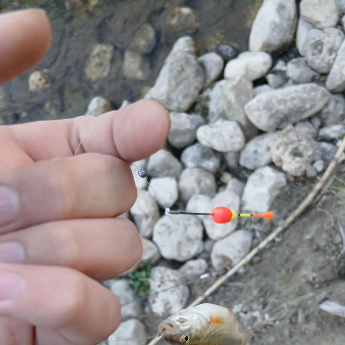 The most recent Rutilus rubilio catches on Fishbrain