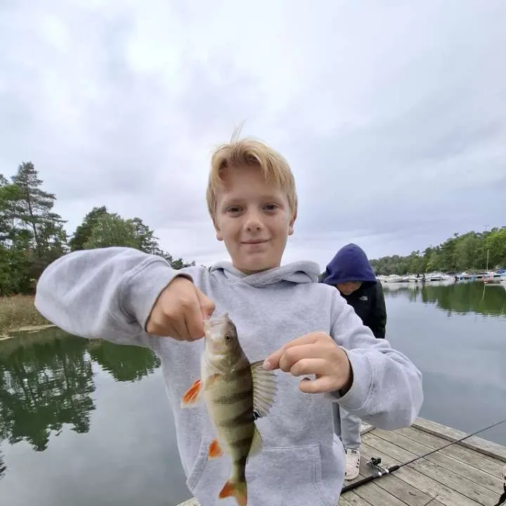 European perch caught on Fishbrain