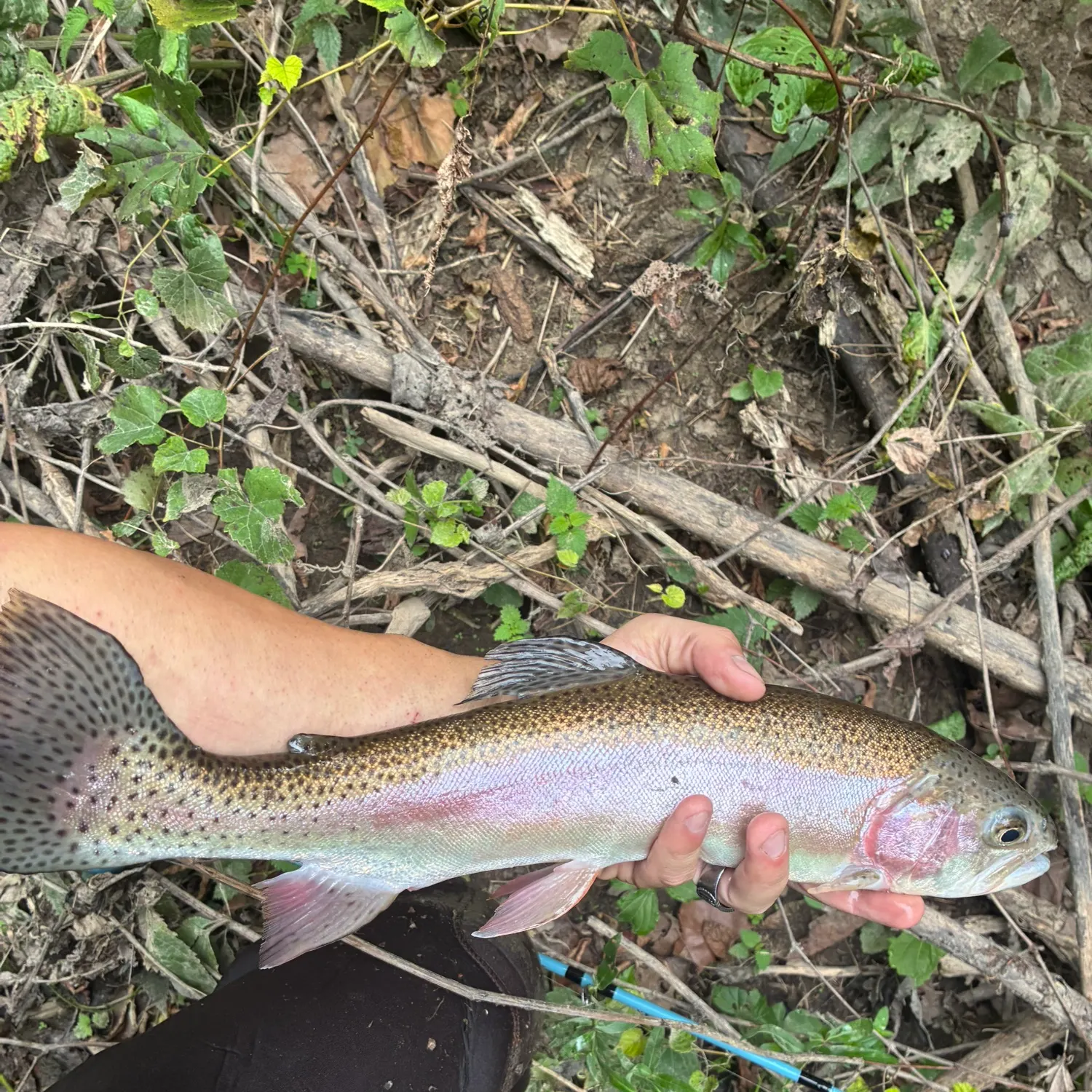 Rainbow trout caught on Fishbrain