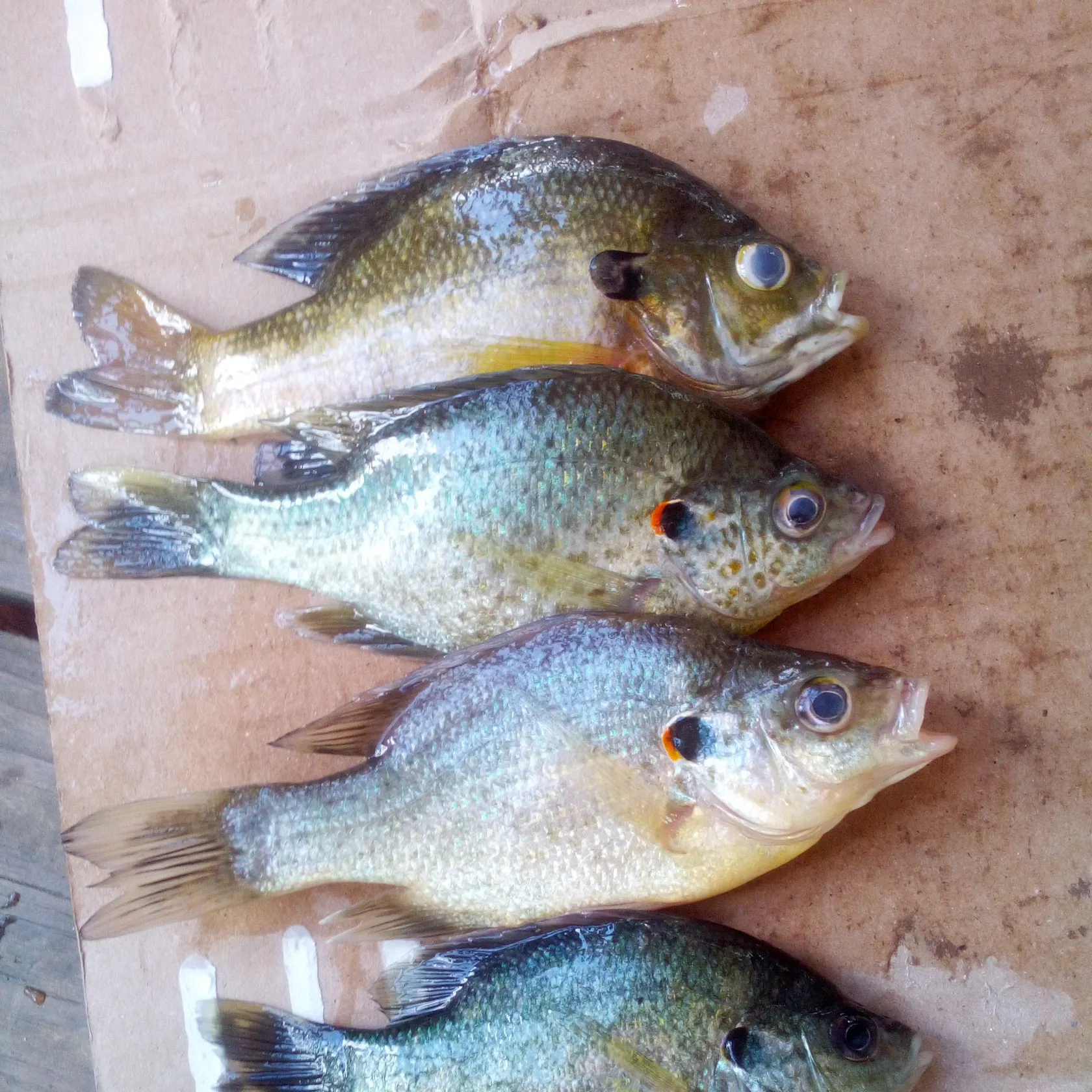 recently logged catches