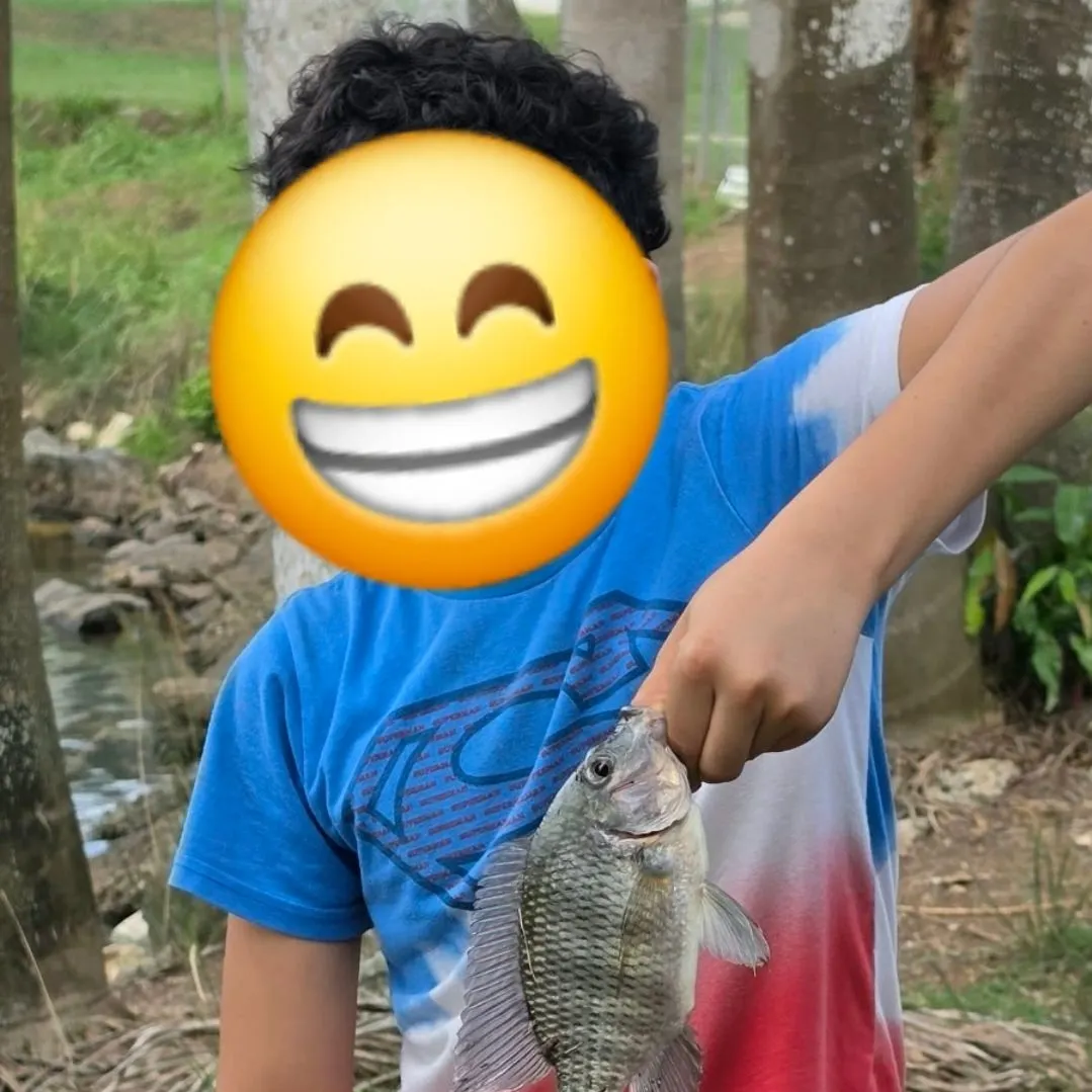 Redbreast tilapia caught on Fishbrain