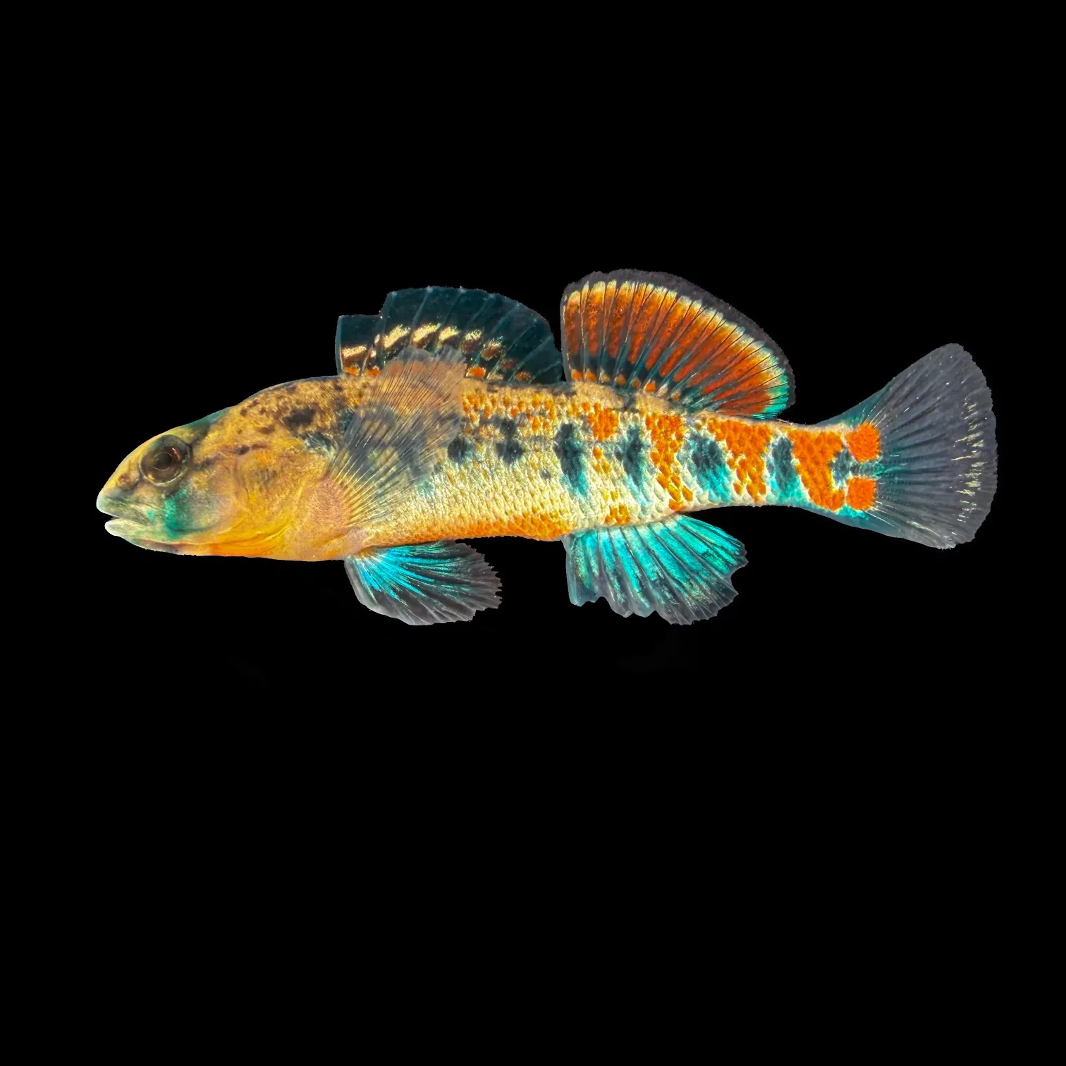 The most recent Orangethroat darter catches on Fishbrain