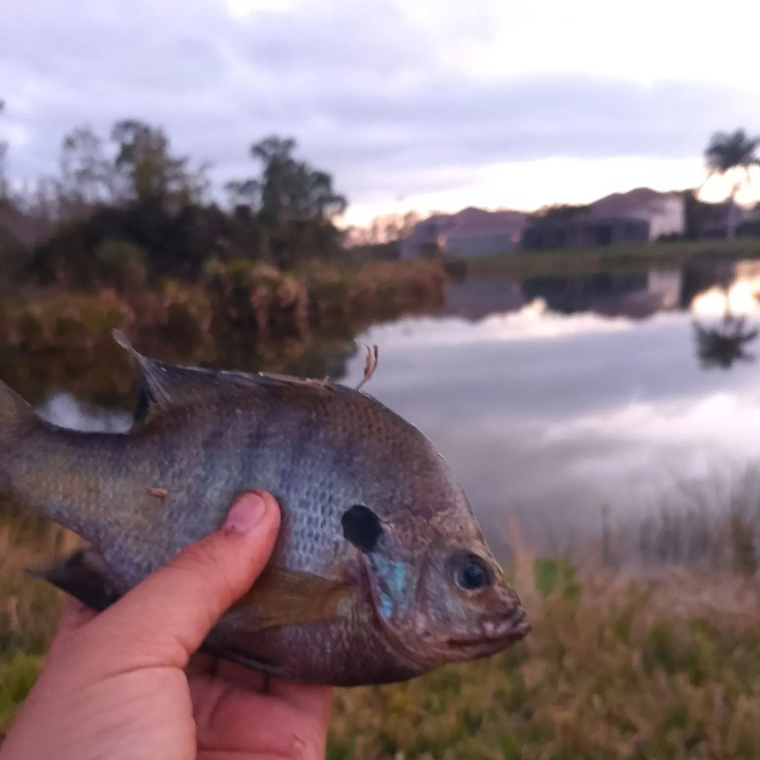 The most recent Coppernose bluegill catches on Fishbrain