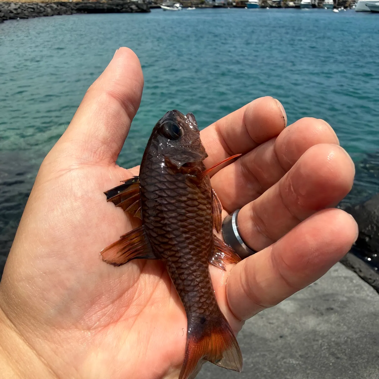 The most recent Bigeye cardinalfish catches on Fishbrain