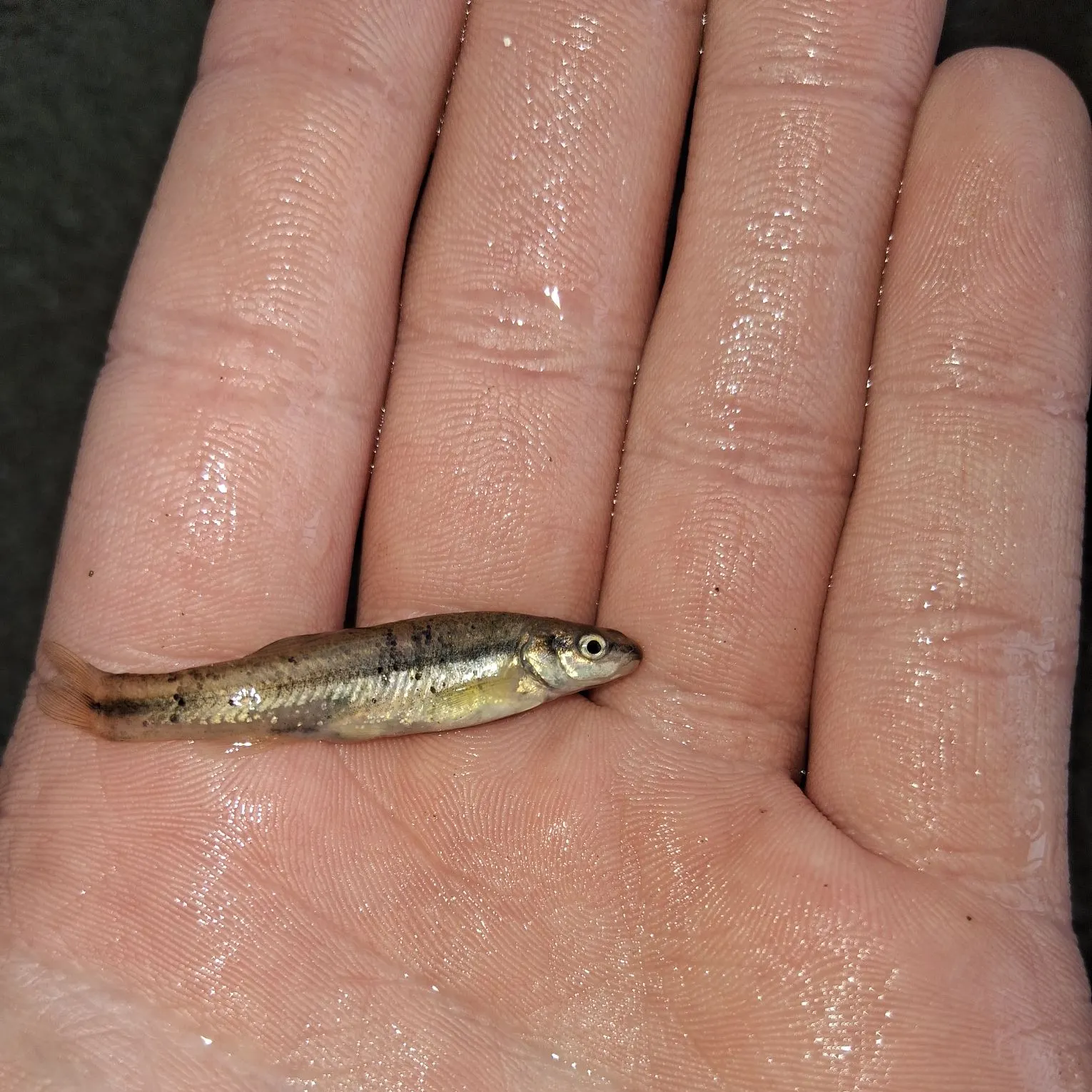 The most recent Bluntnose minnow catches on Fishbrain