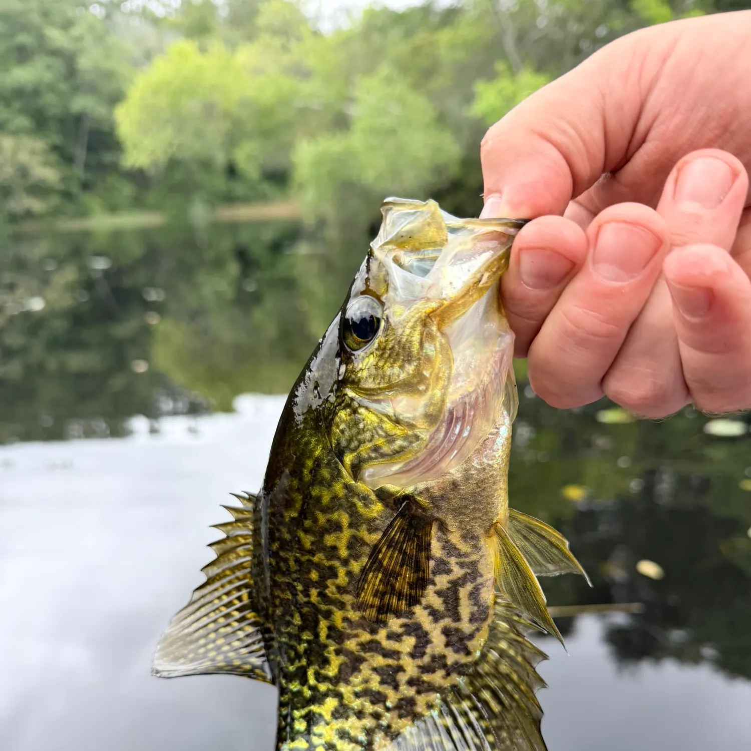 Black crappie caught on Fishbrain
