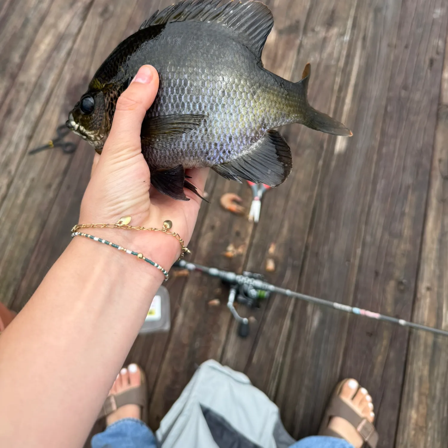 The most recent Atlantic spadefish catches on Fishbrain