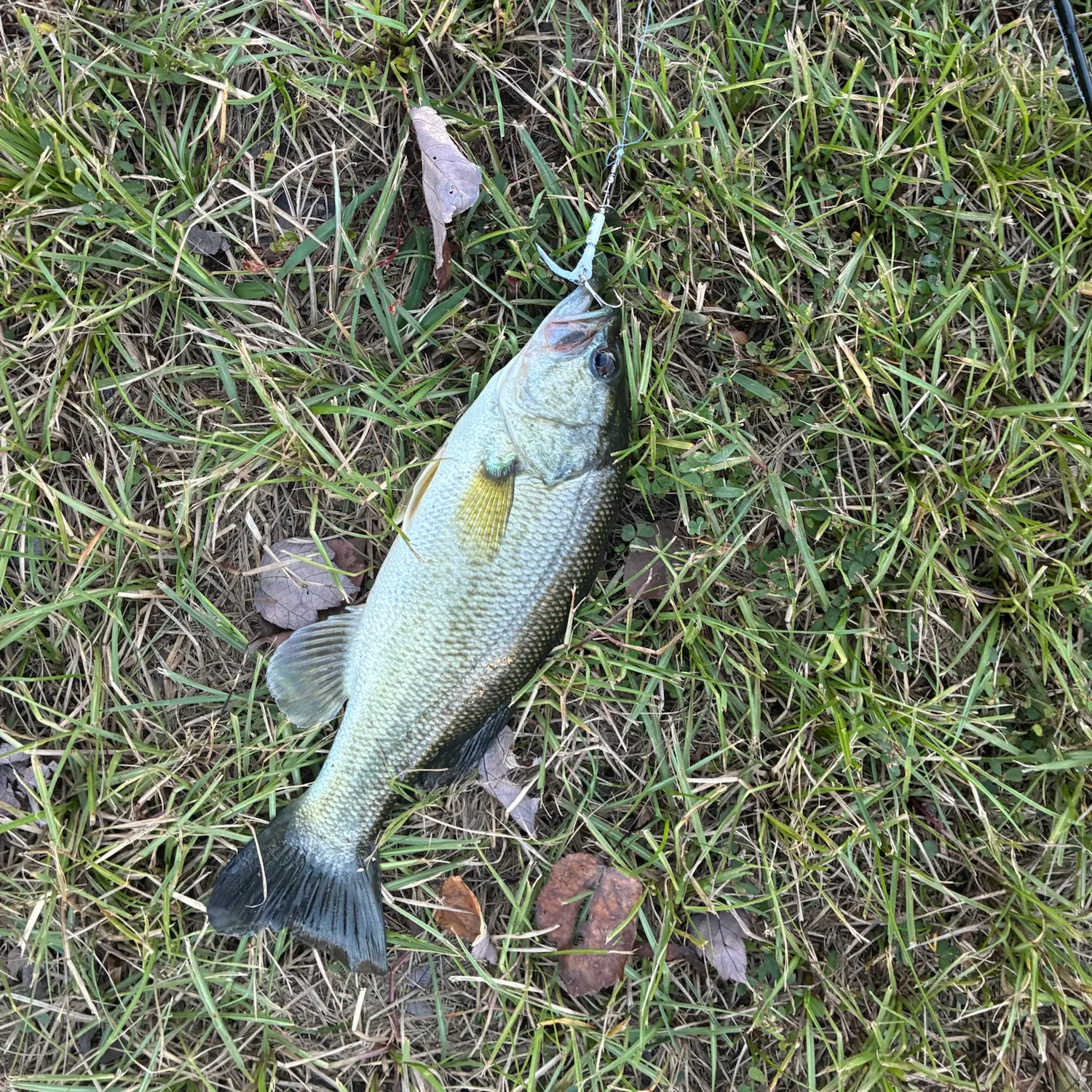 Largemouth bass caught on Fishbrain