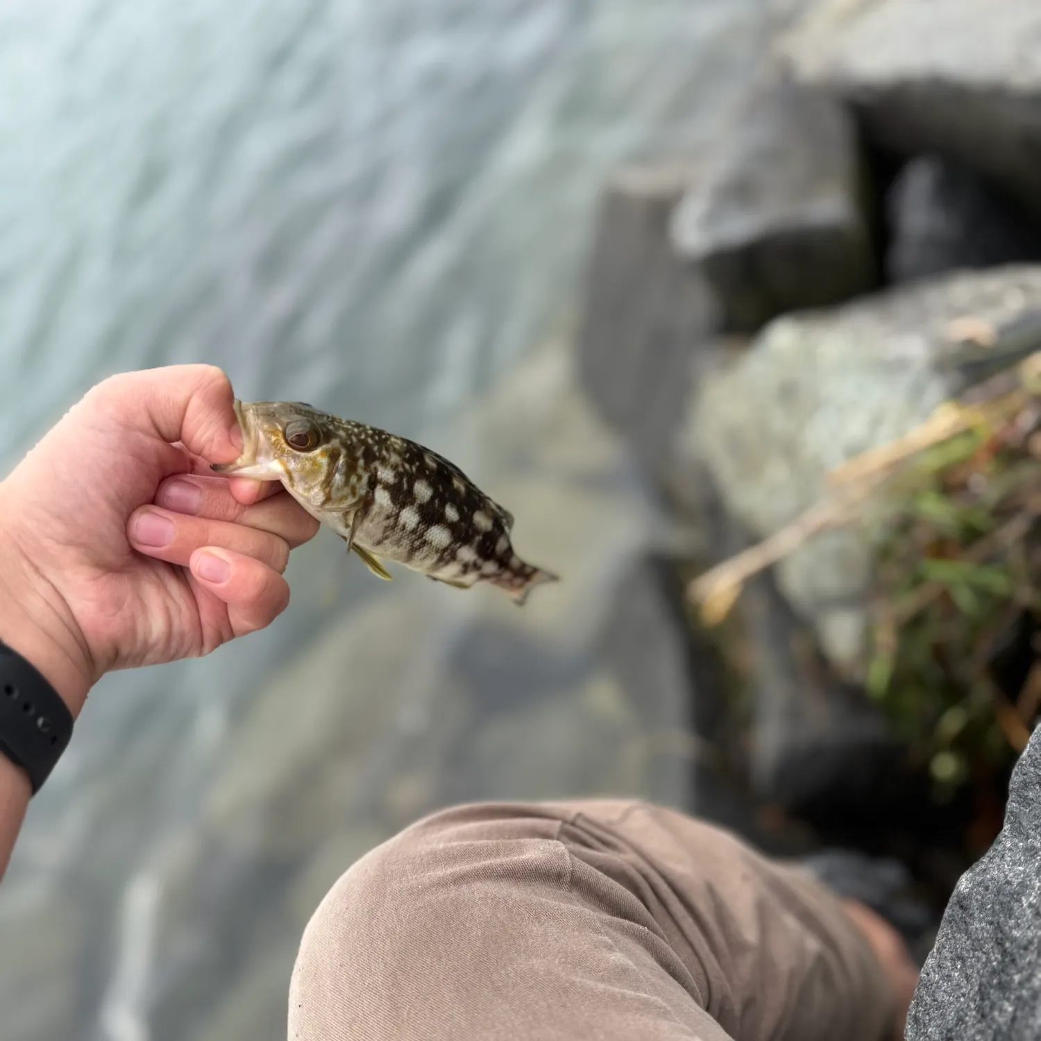 The most recent Kelp bass catches on Fishbrain