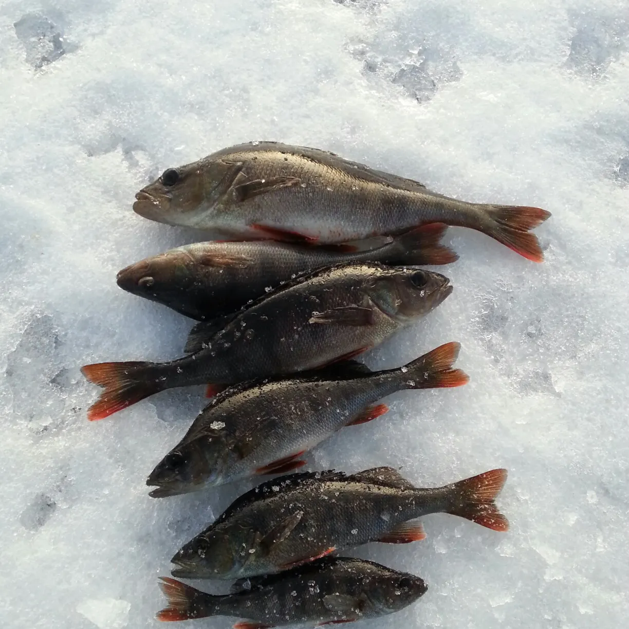 recently logged catches