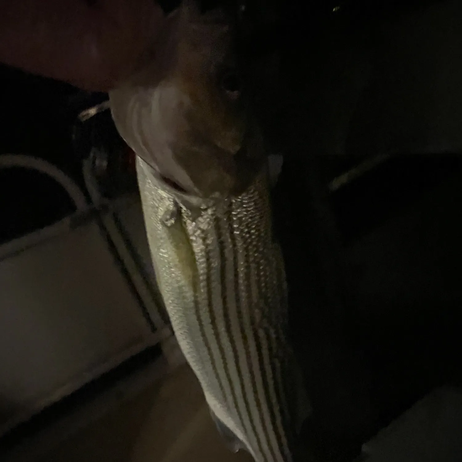 Striped bass caught on Fishbrain