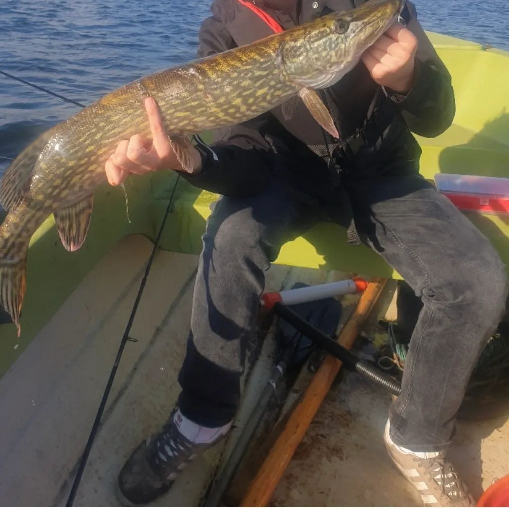 Northern pike caught on Fishbrain