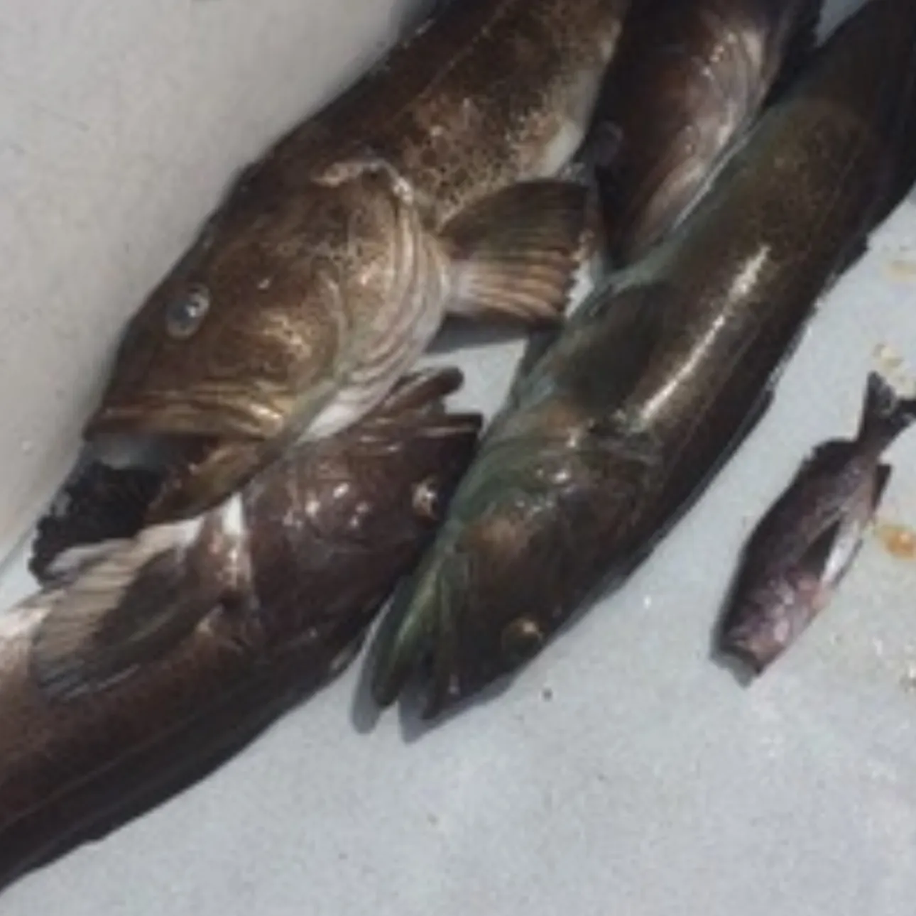The most recent Pacific cod catches on Fishbrain