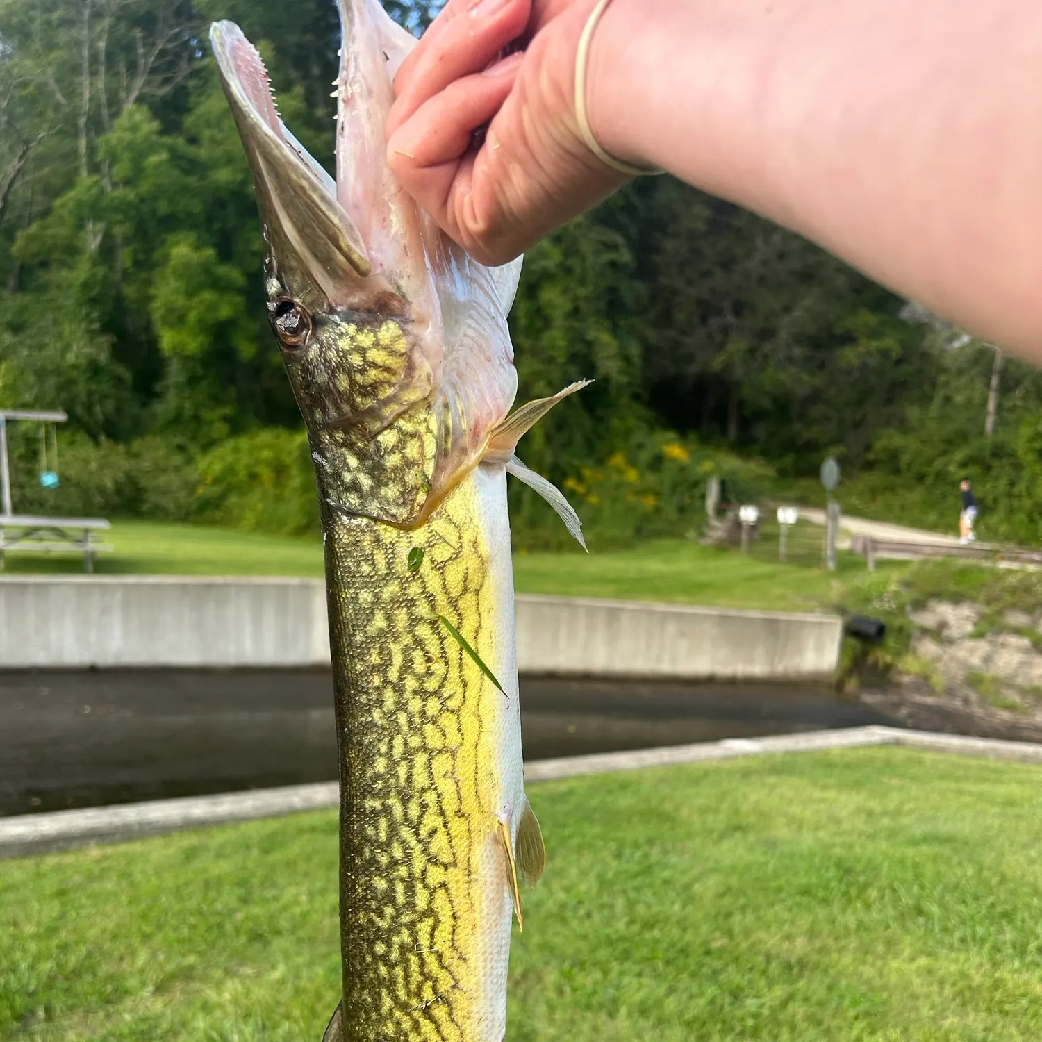 Chain pickerel caught on Fishbrain