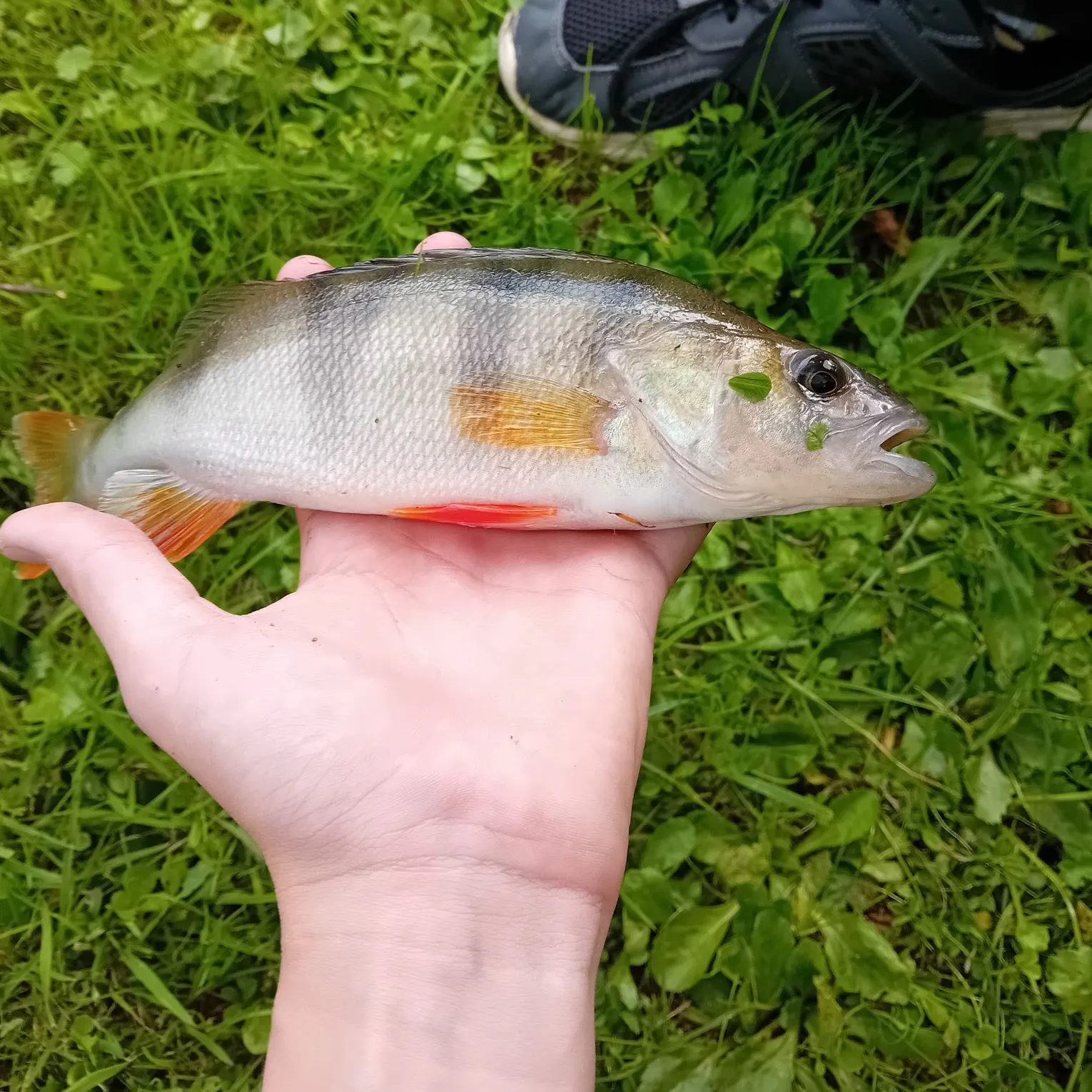 Fish caught on Fishbrain