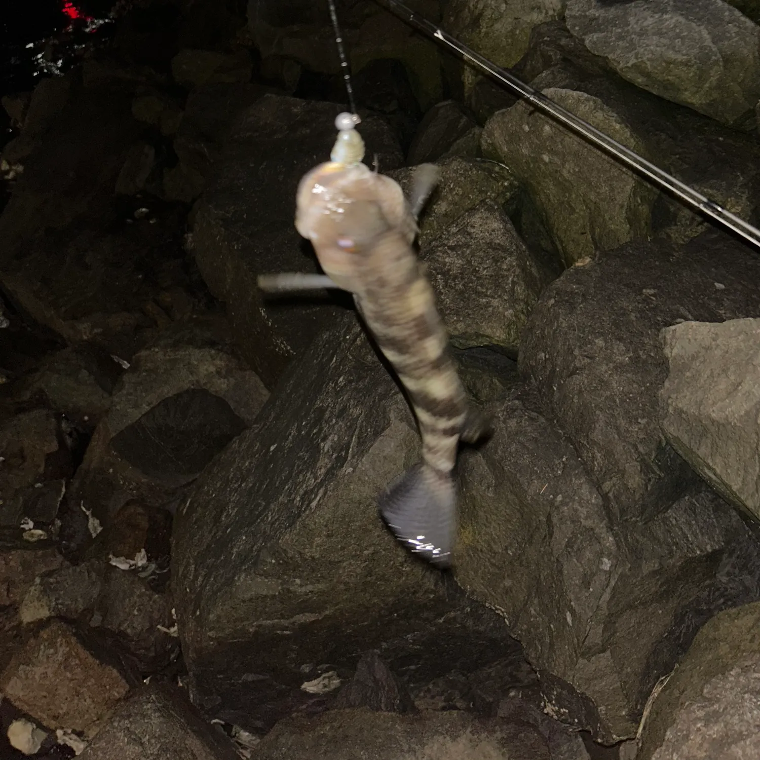 The most recent Spotted sand bass catches on Fishbrain