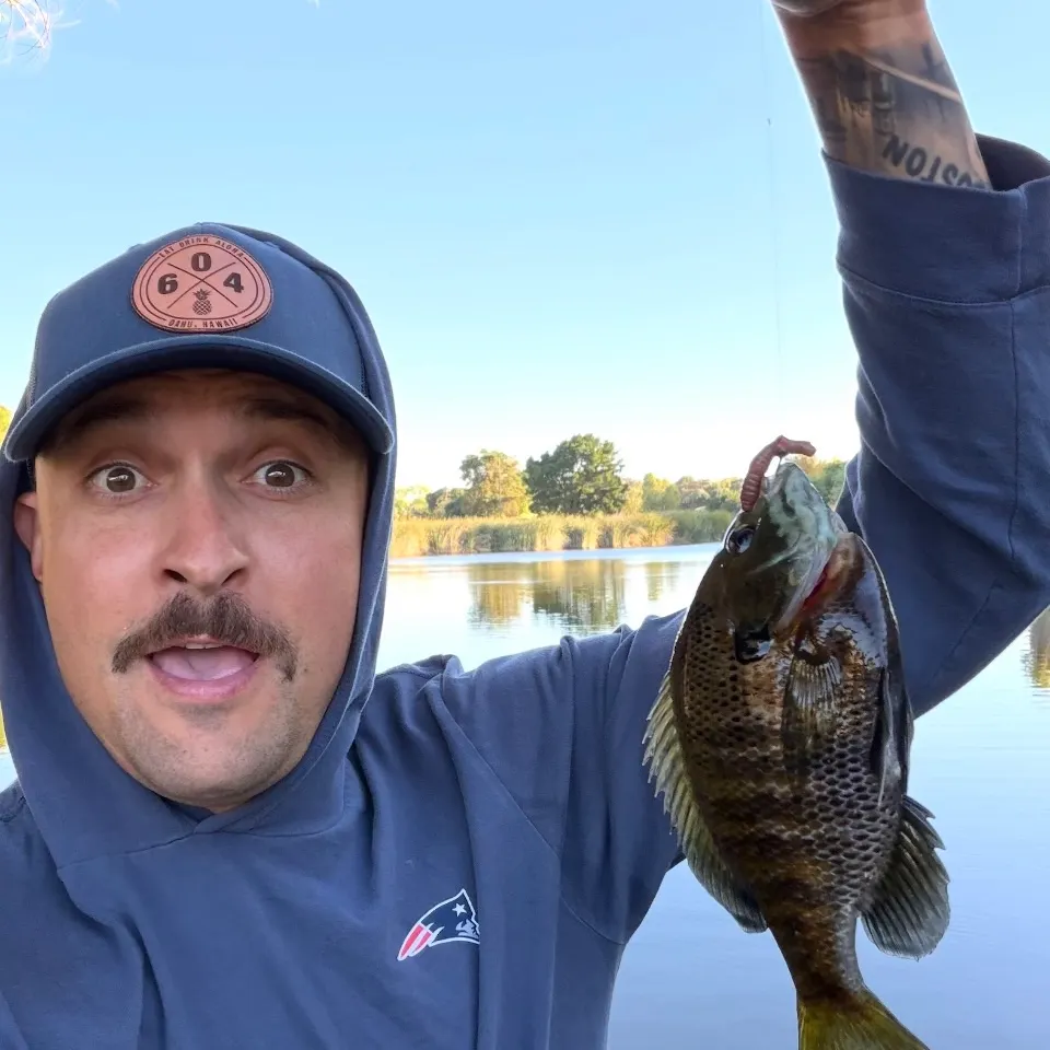 Bluegill caught on Fishbrain