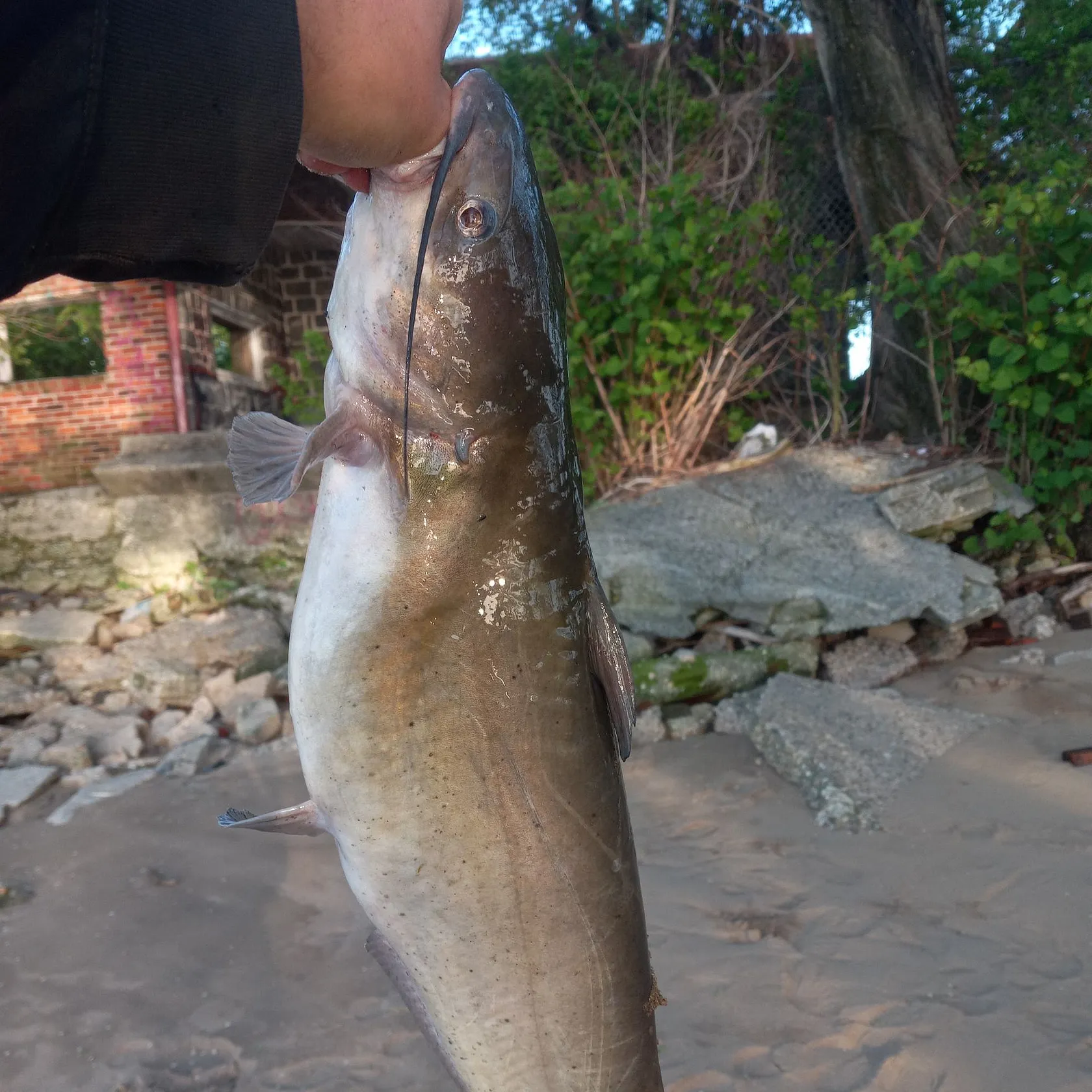 catch