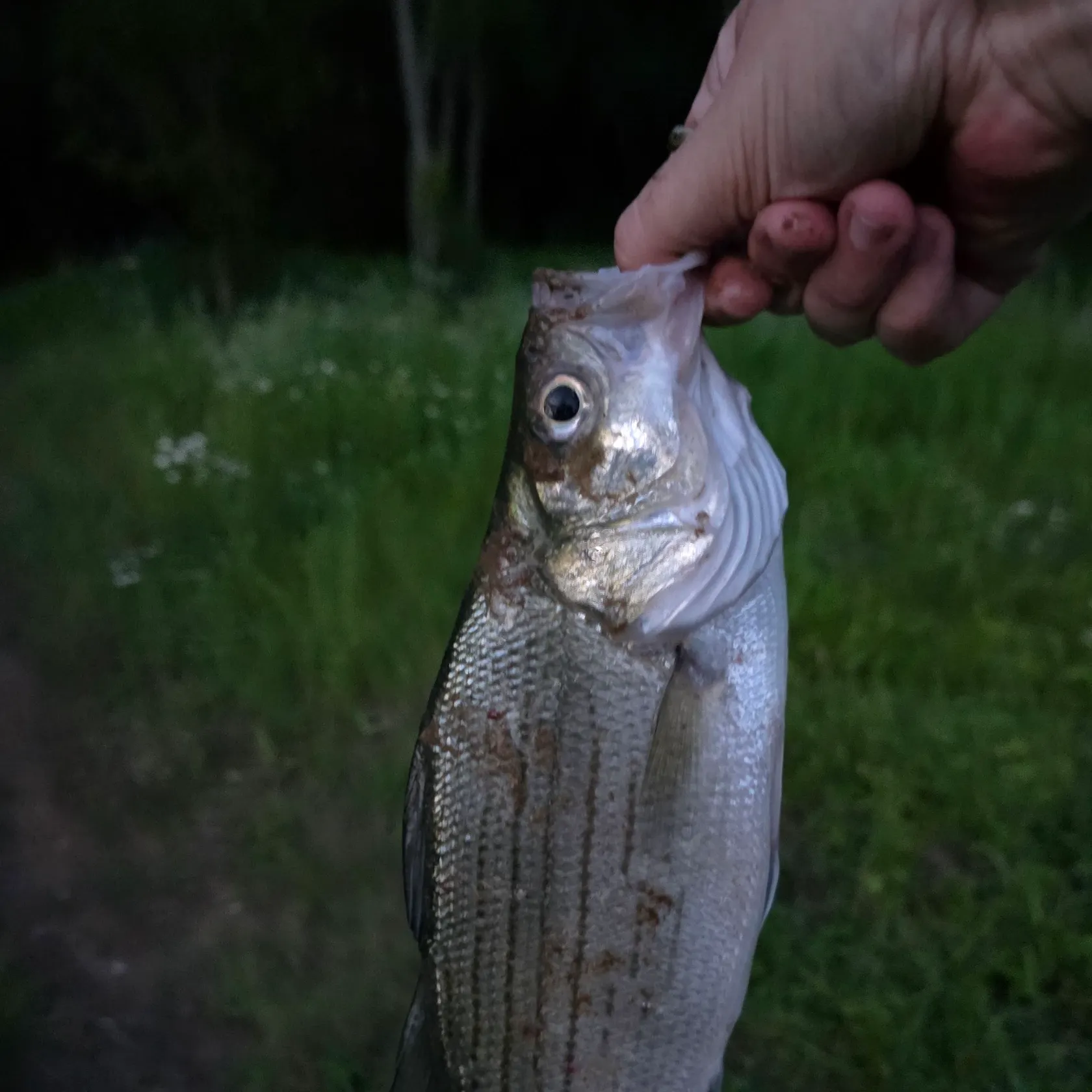 The most recent White bass catches on Fishbrain