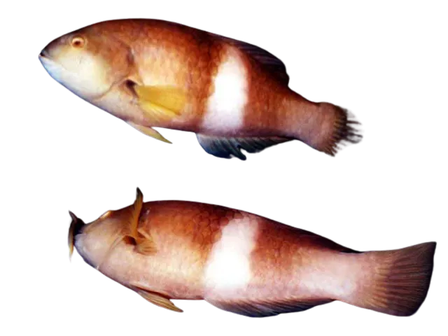 Blue-throated wrasse