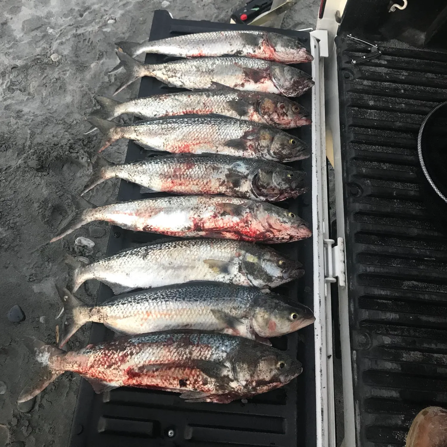 recently logged catches