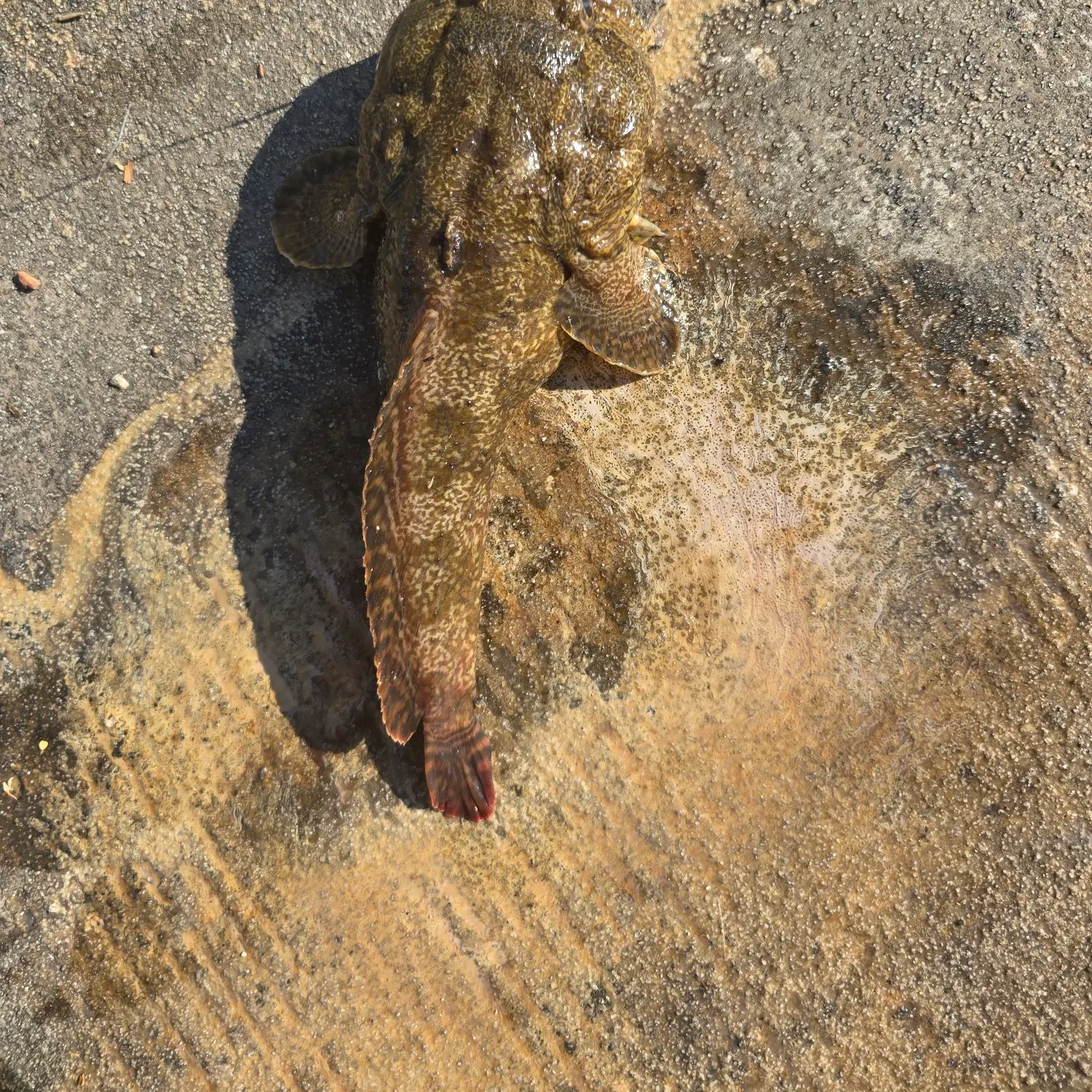 angler catch