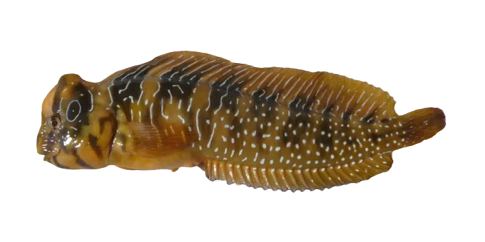 Peacock blenny