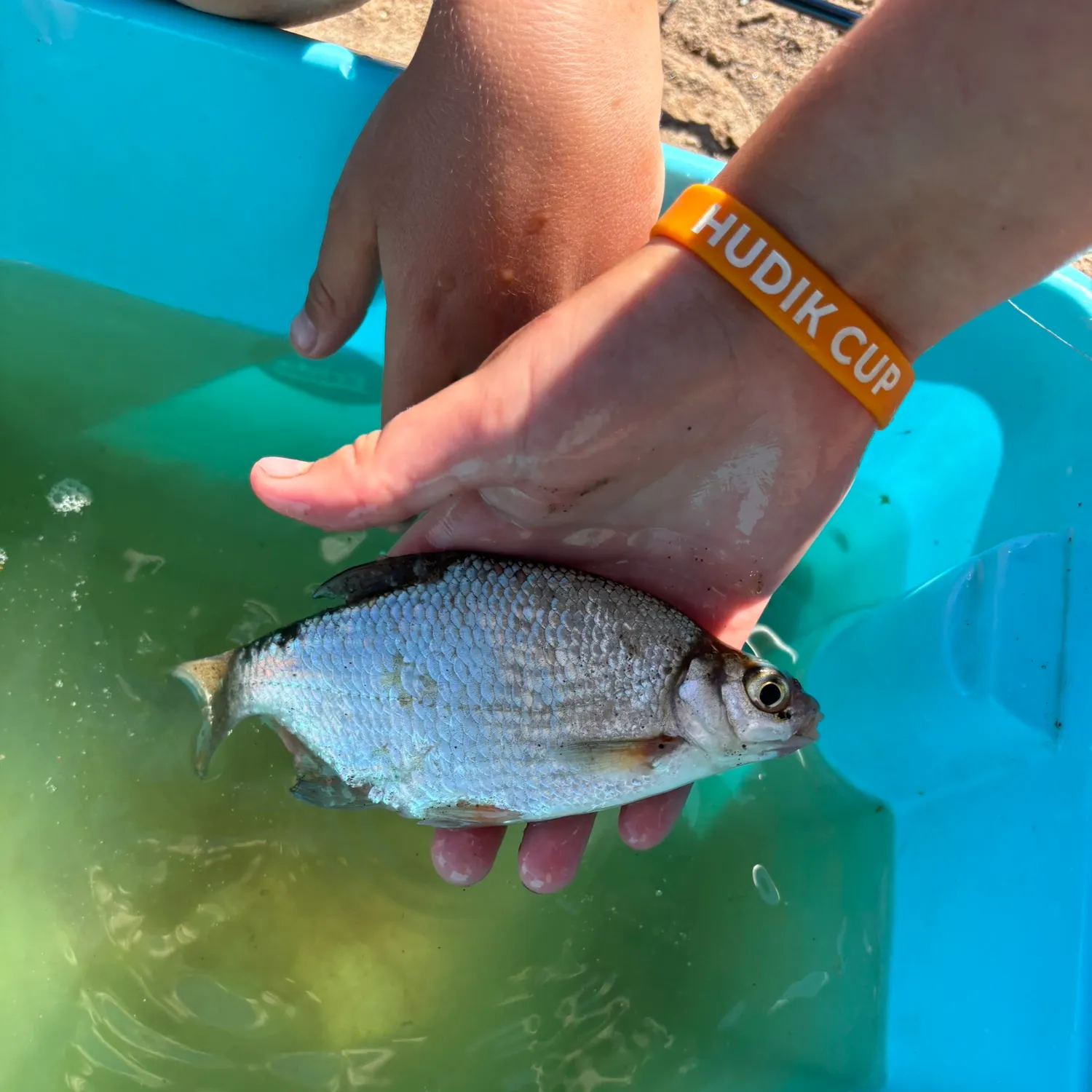The most recent Vendace catches on Fishbrain