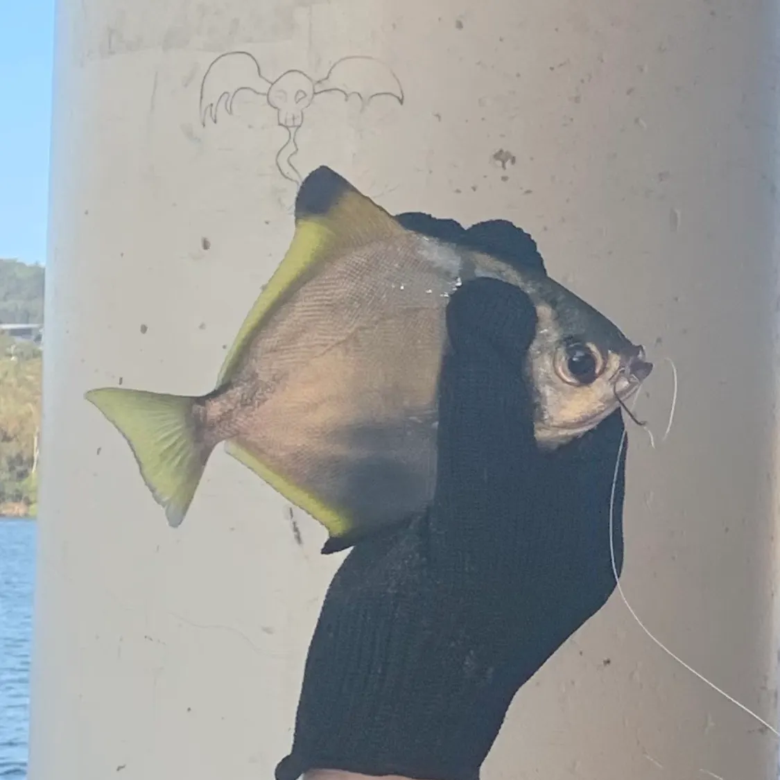Silver moony caught on Fishbrain