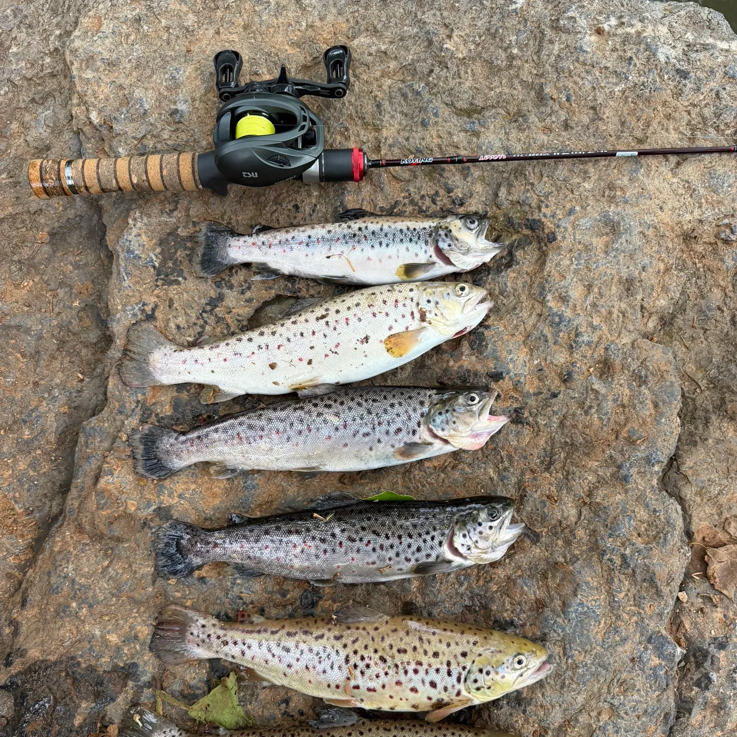 recently logged catches