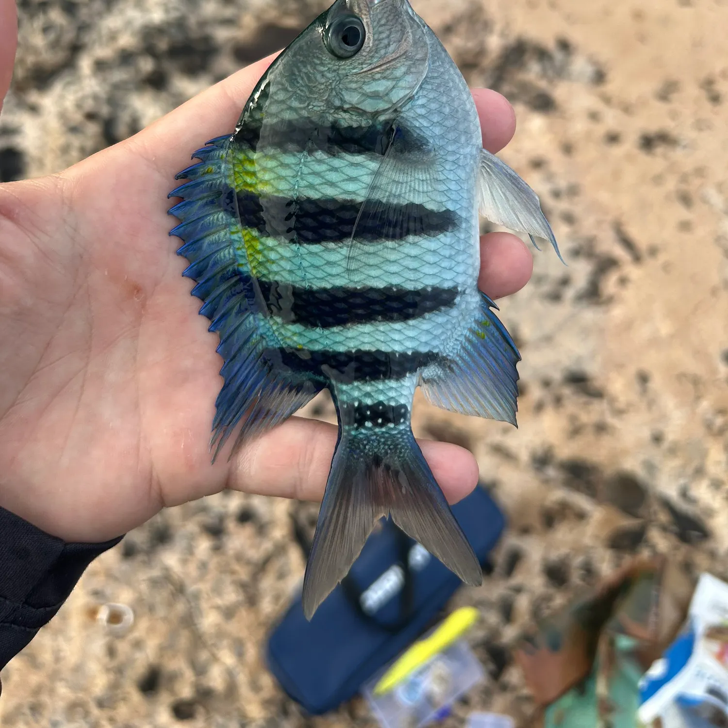 The most recent Indo-Pacific sergeant catches on Fishbrain