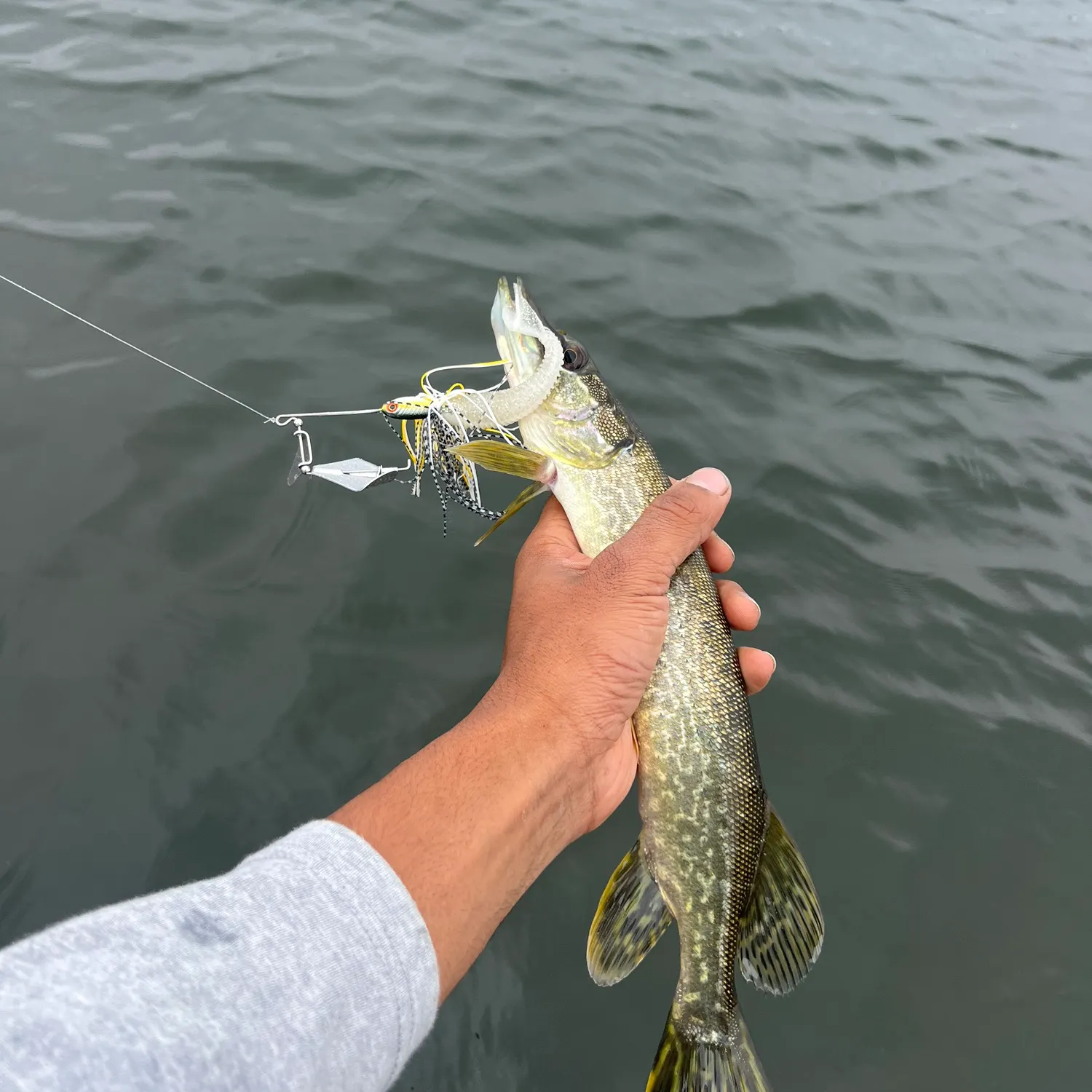 Northern pike caught on Fishbrain
