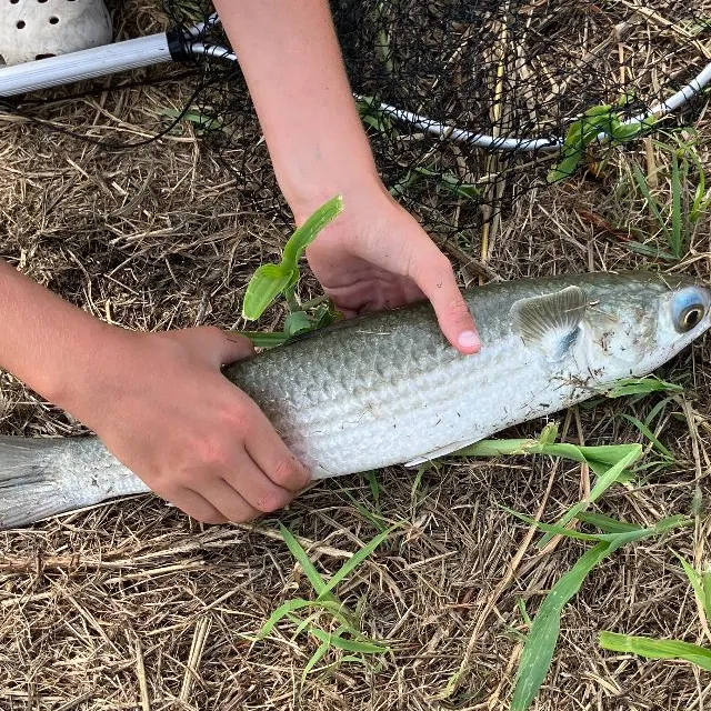 The most recent Striped mullet catches on Fishbrain