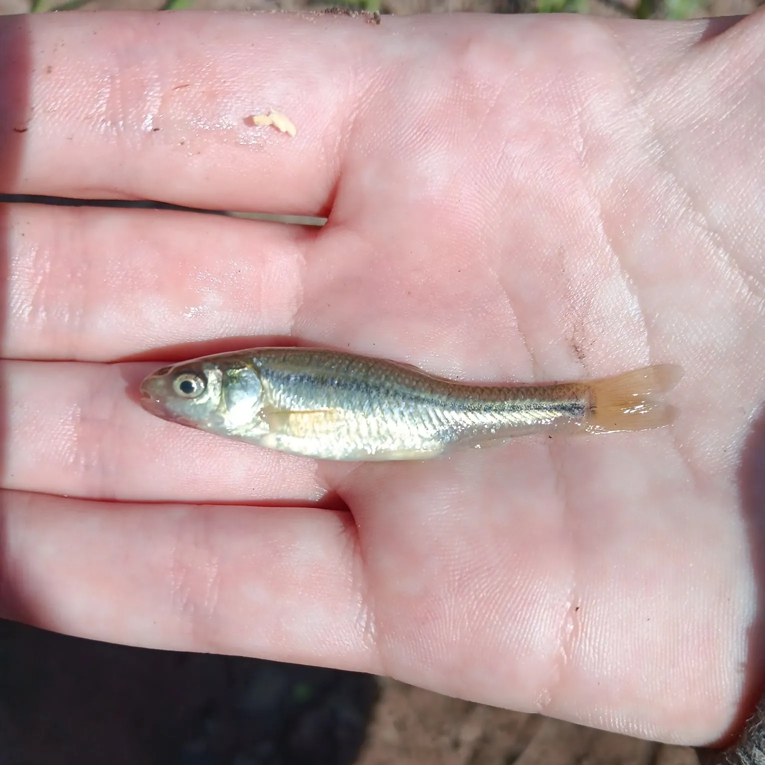 The most recent Fathead minnow catches on Fishbrain
