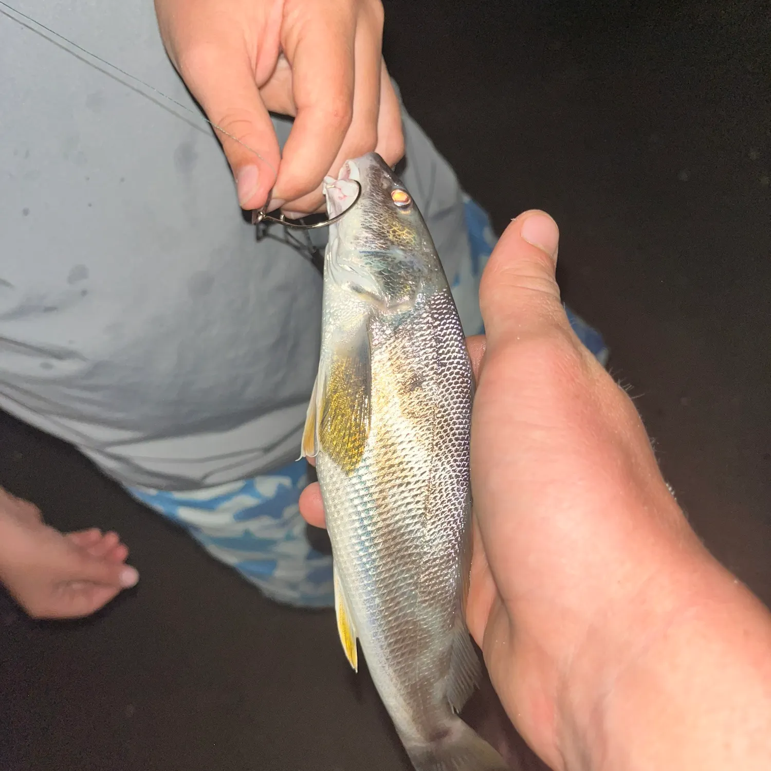 Southern kingcroaker caught on Fishbrain