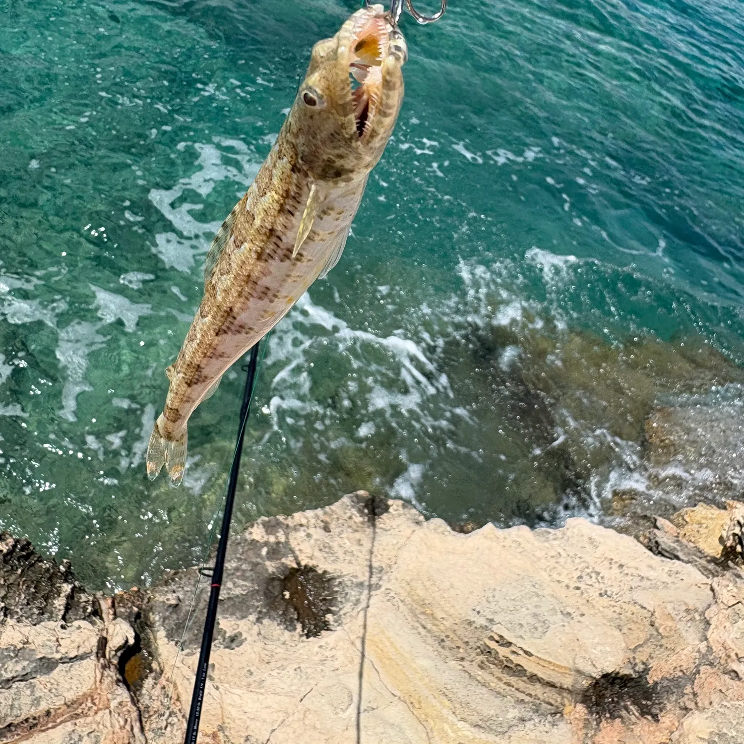 The most recent Lighthouse lizardfish catches on Fishbrain