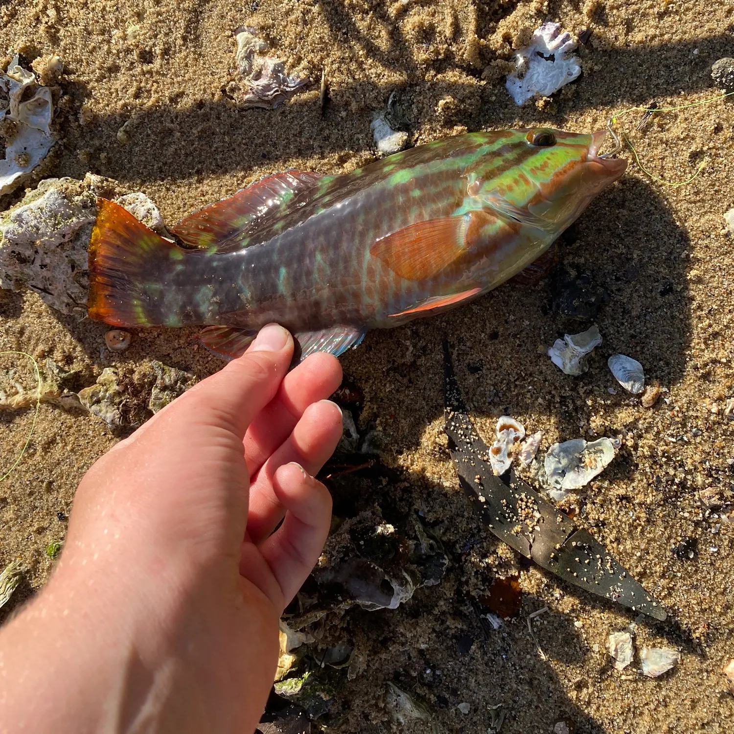 recently logged catches