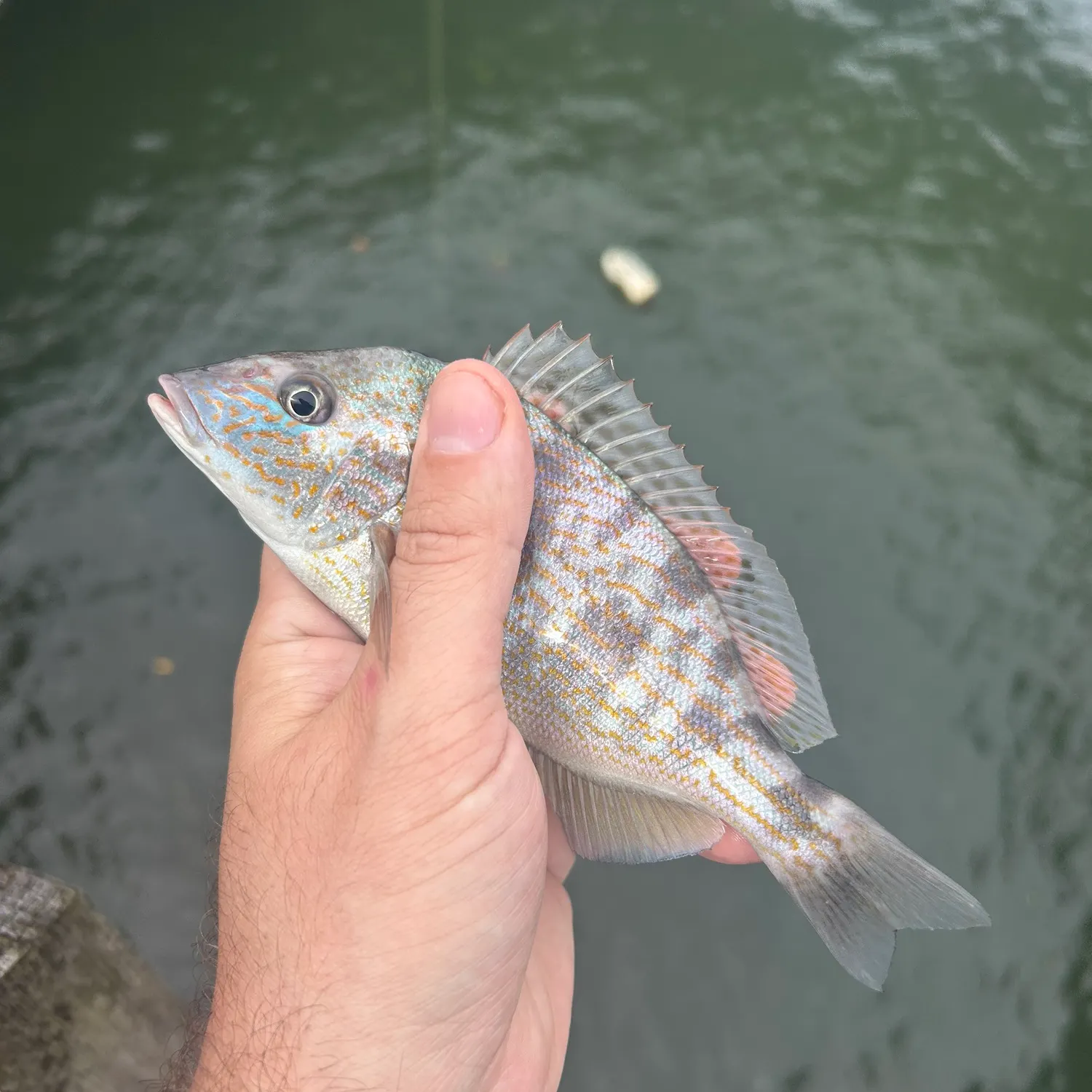 The most recent Pigfish catches on Fishbrain