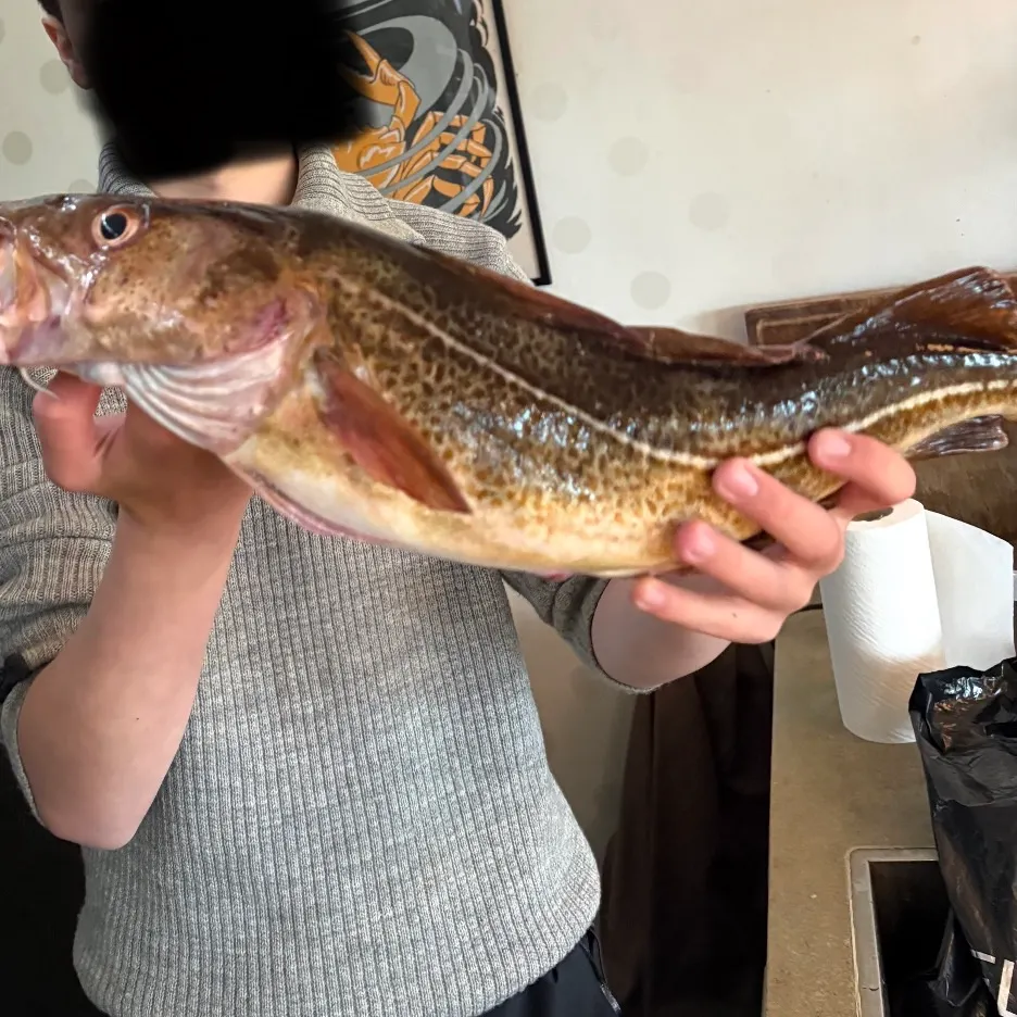 Atlantic cod caught on Fishbrain